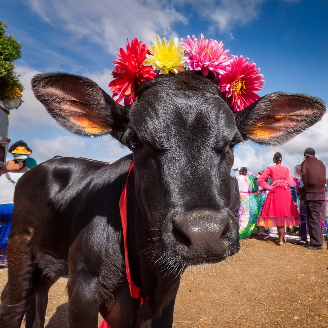 Festival de la Novilla
