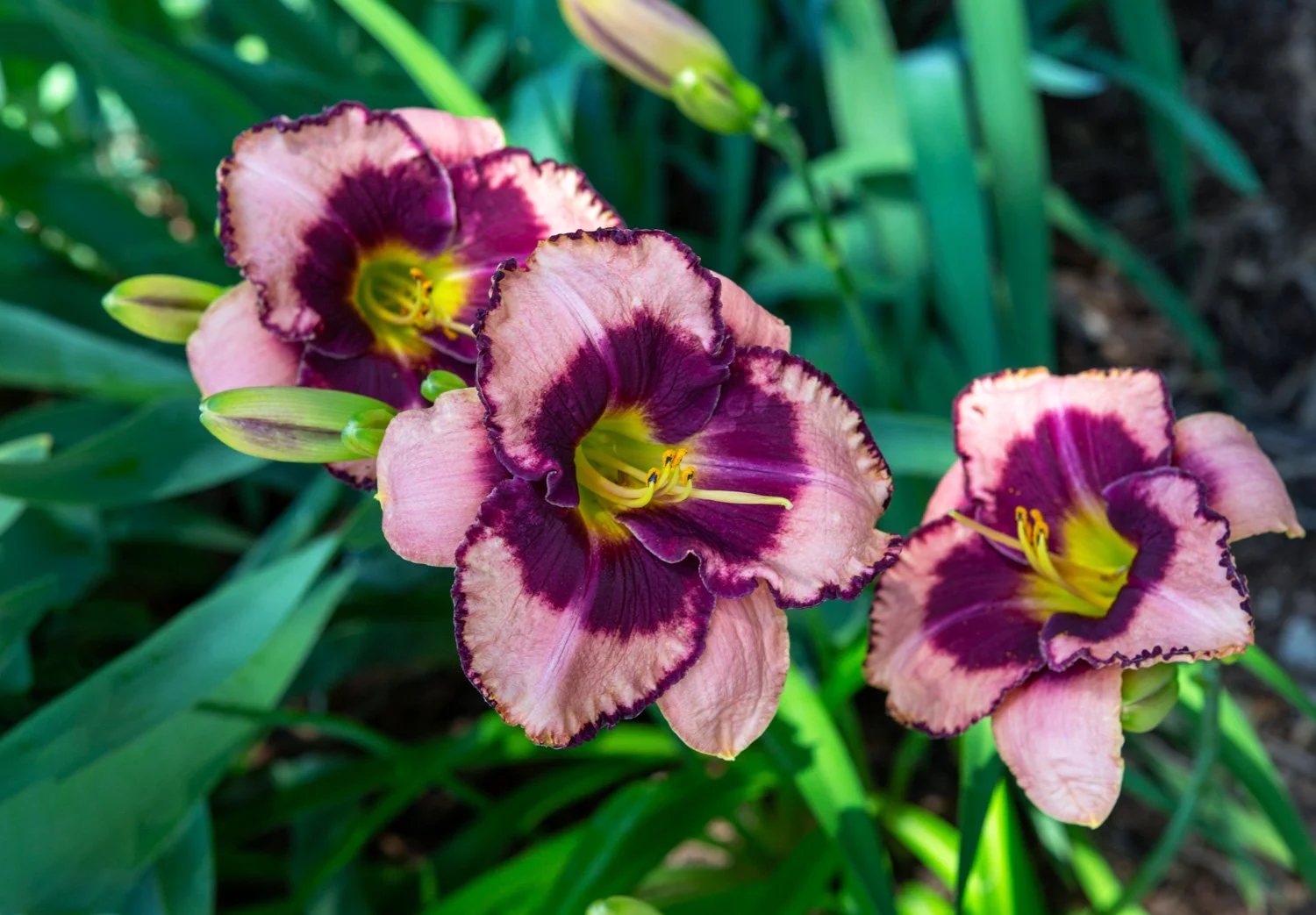 daylily-0055-.jpg
