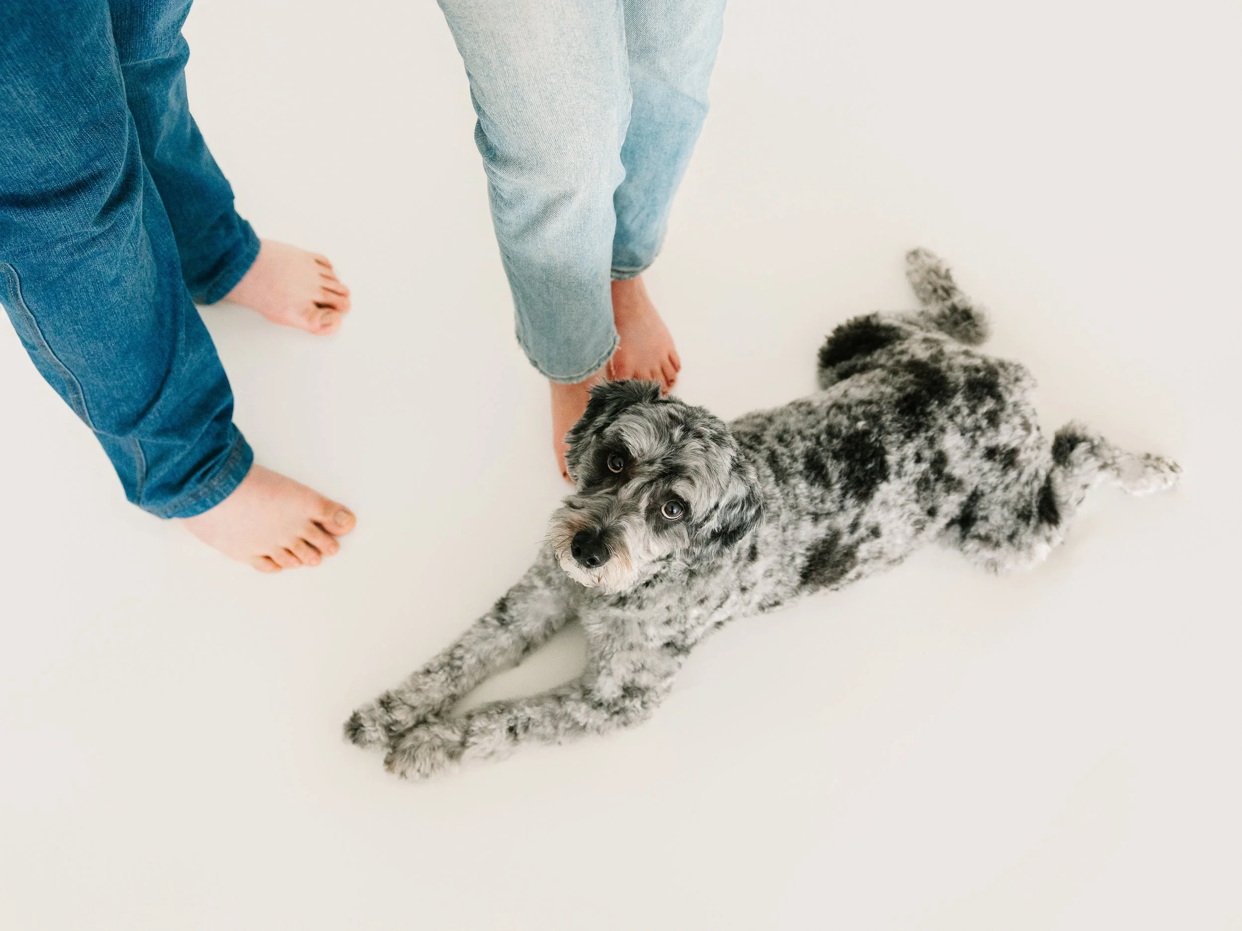 Two children standing on a white floor with a black and white Australian shepherd dog lying beside them and looking up. Family Heirloom Photography with Storm Pierre Photography in Jacksonville NC serving Richlands, Swansboro, Hampstead, Sneads Ferry