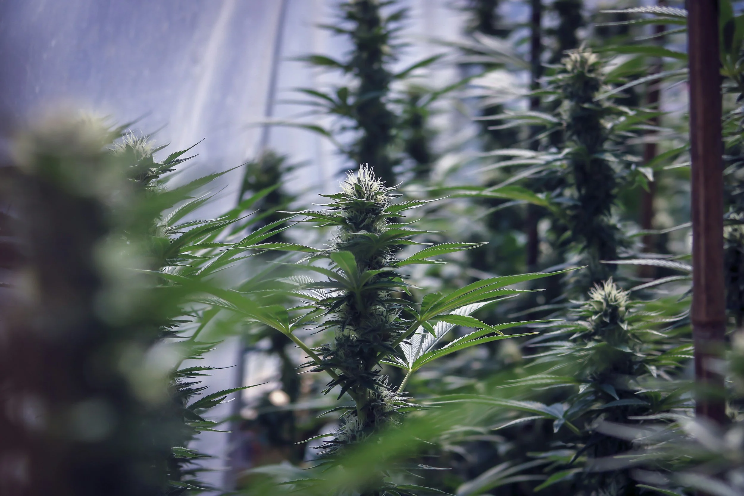 Cannabis sativa: Chemische Vielfalt im Fokus moderner Laboranalytik