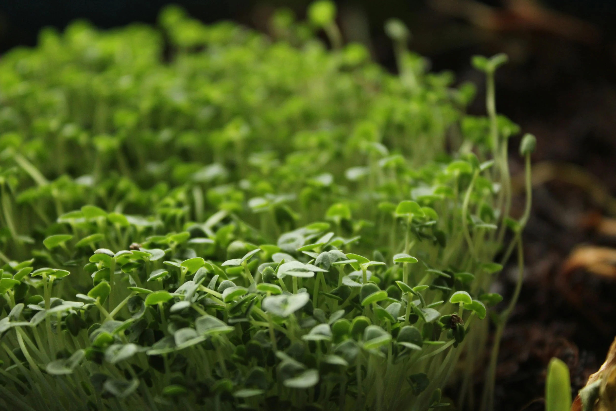 Hanf-Microgreens