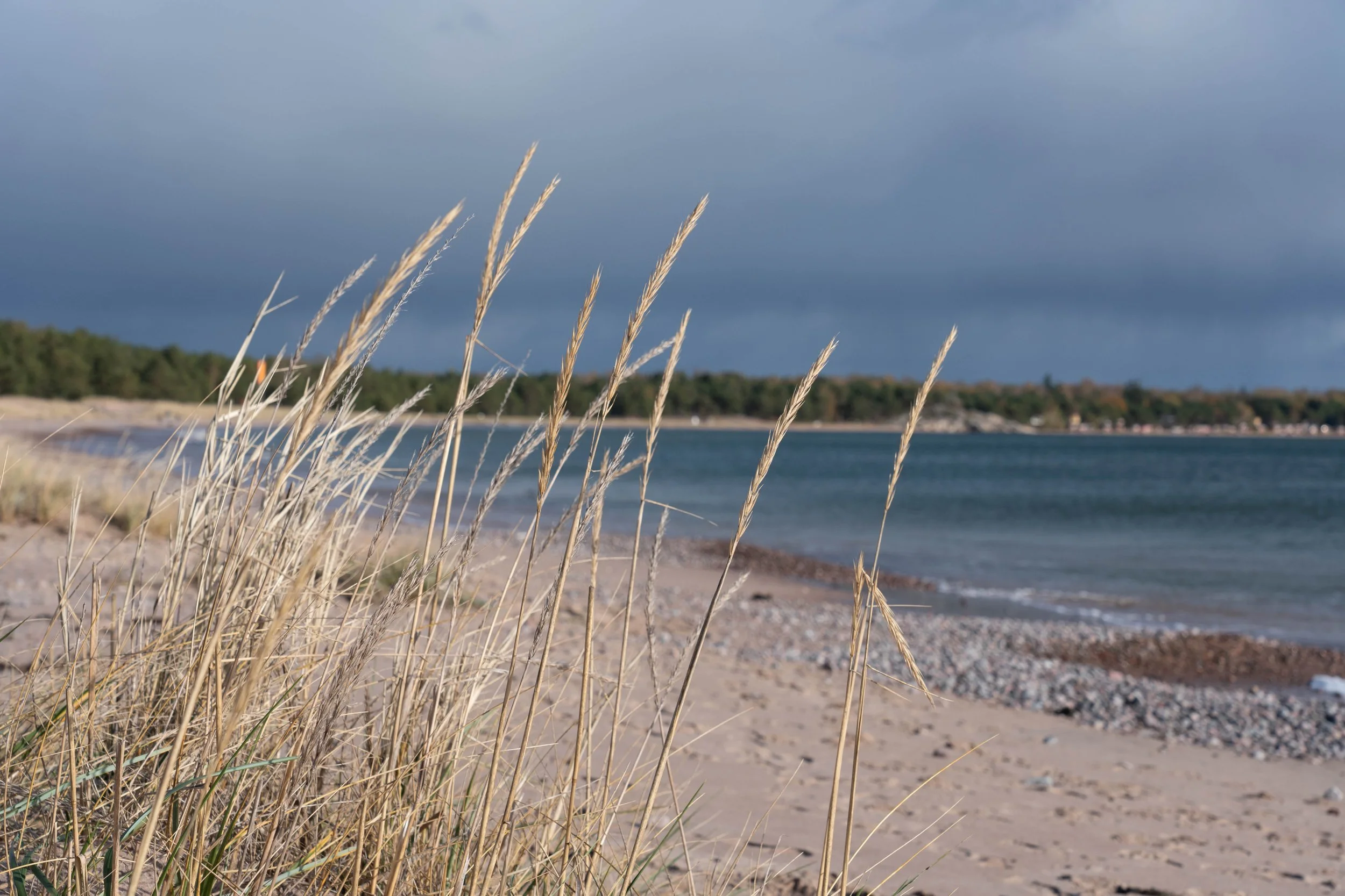 Seaside view with tall dry grass in the foreground, sandy beach, calm water, and dark stormy clouds in the sky.