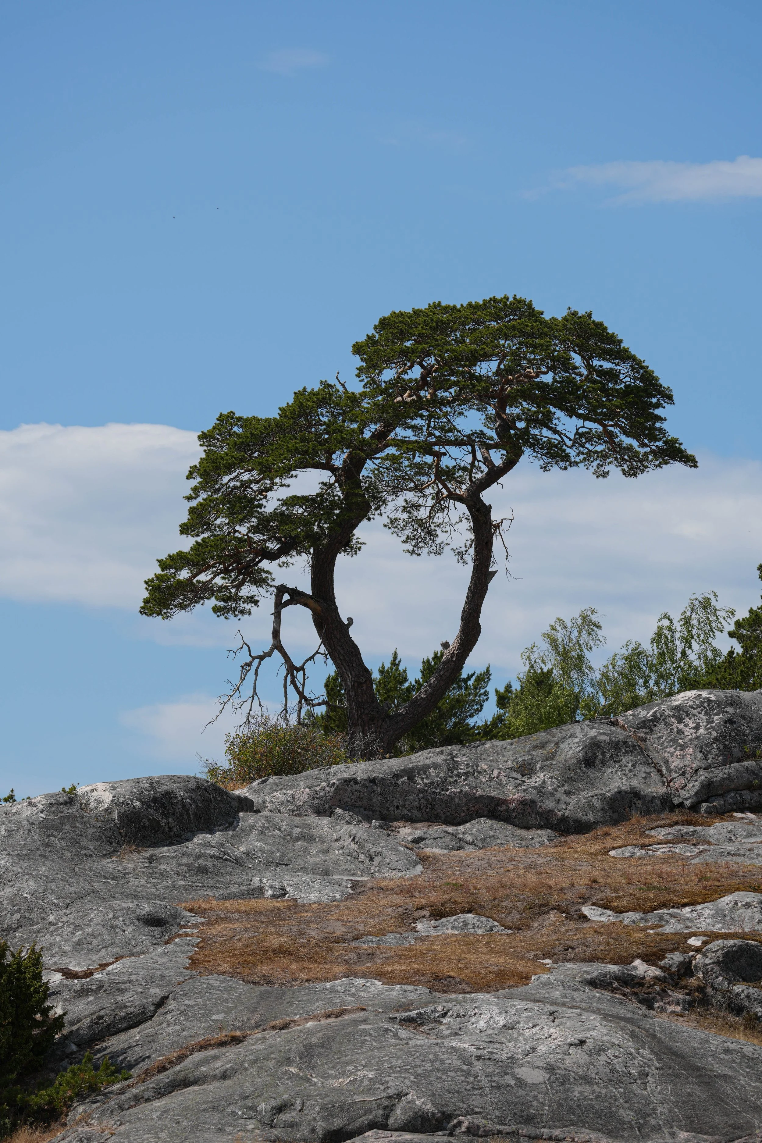 A solitary, twisted pine tree growing on rocky terrain under a partly cloudy blue sky.