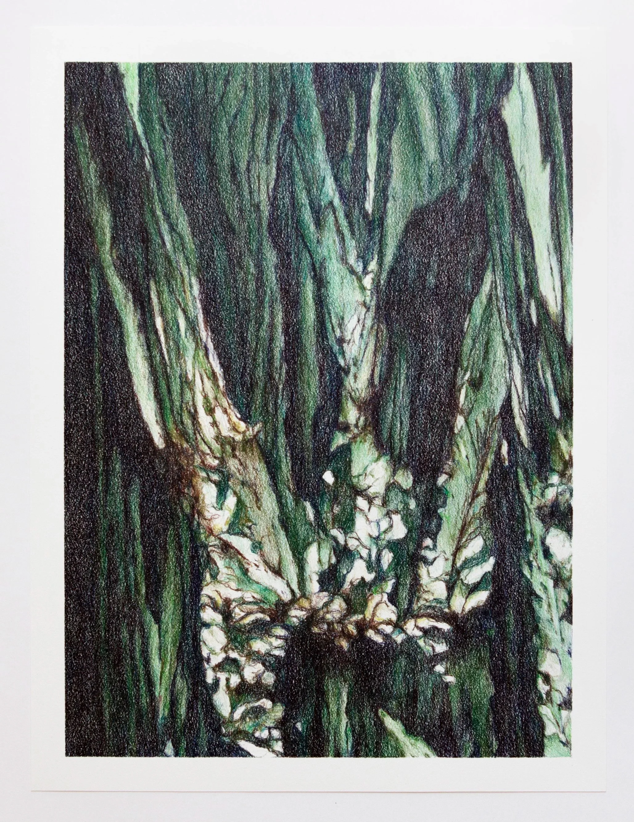 Maria-Maje-chilean-artist-colored-pencil-landscape-drawing-color.jpg