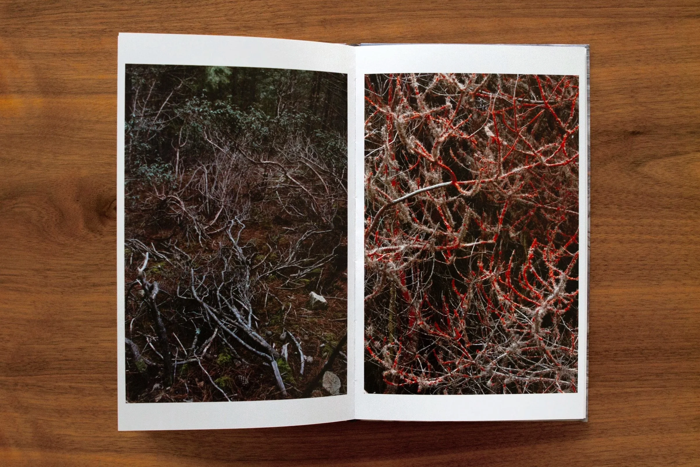 Open booklet displaying two photographs of tree branches, laid on a wooden surface.  Landscape Photographs.  Exhibición solo show galería NAc. Artista Galería NAC María Jesús Valenzuela Vittini. Libro fotos