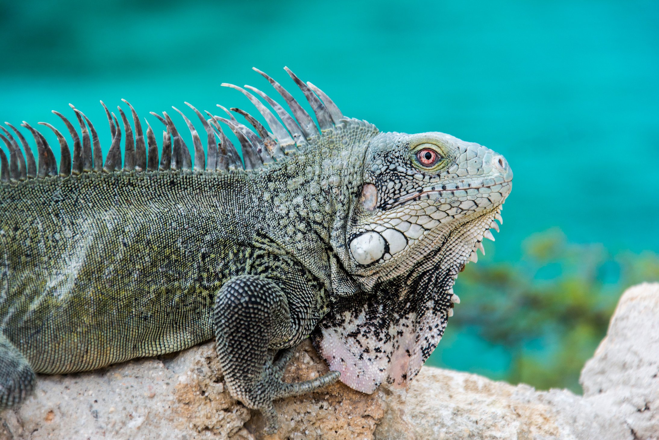 iStock-510169748.jpg