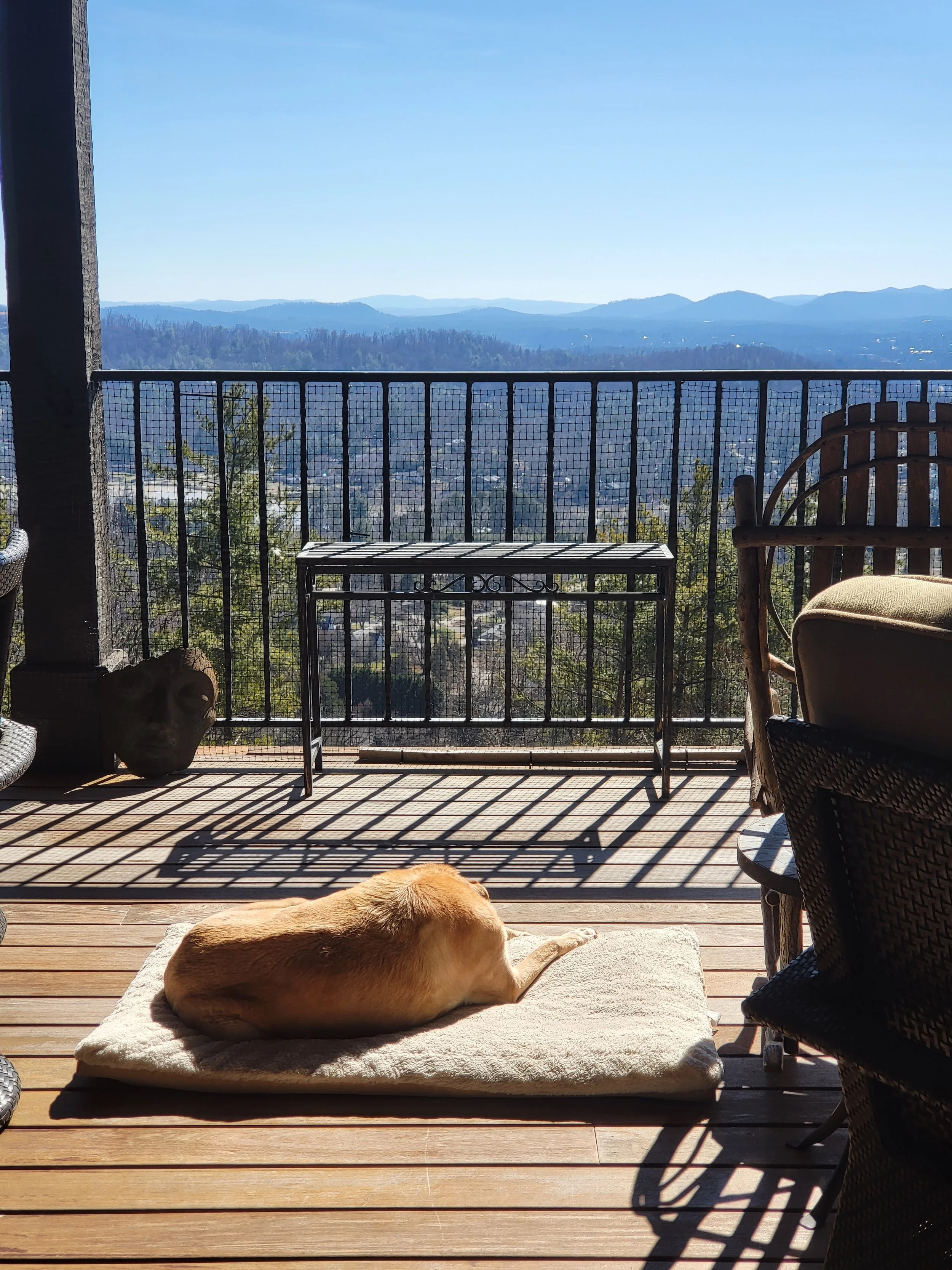 Dog sunbathing on a deck overlooking the blue ridge mountains