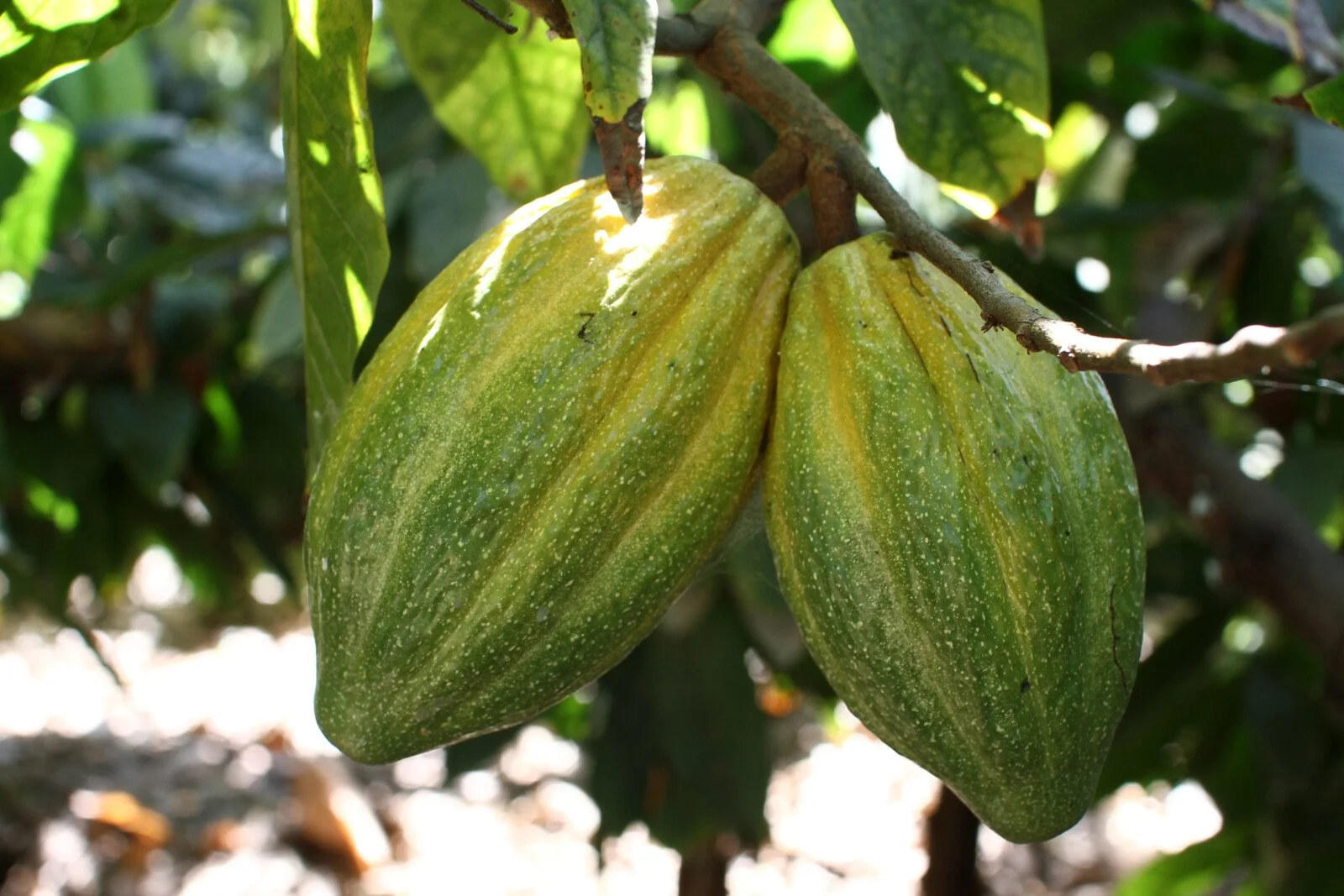 peru-piura-blanco-06.jpg