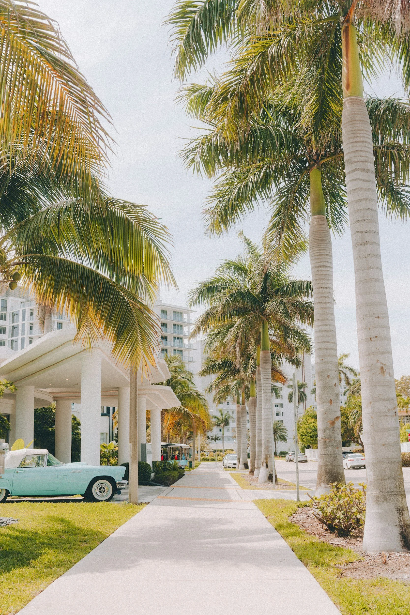 A sidewalk lined with tall palm trees leading to a modern white building, with a vintage light blue car parked on the left side.