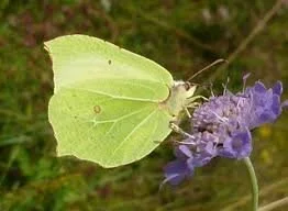Brimstone