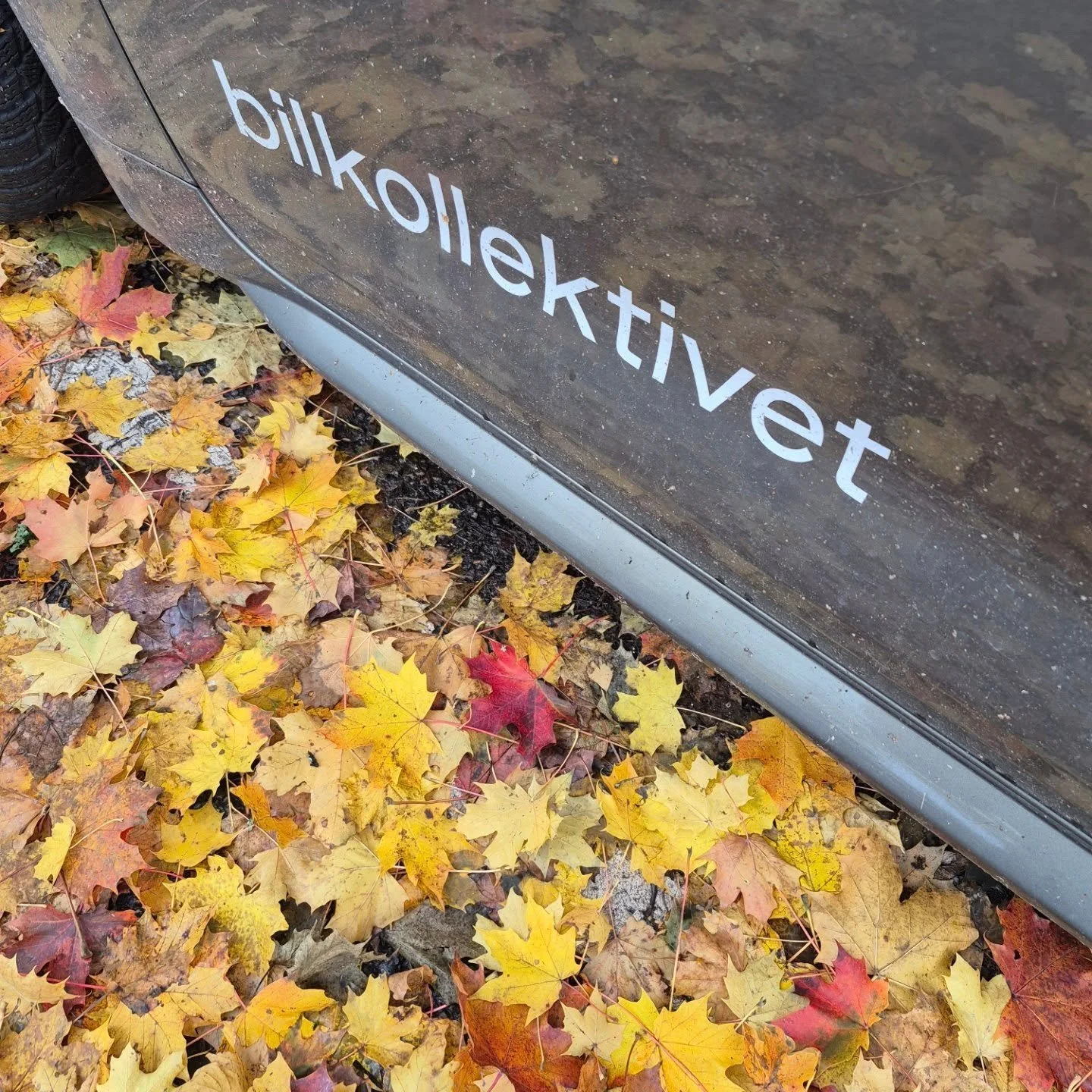 #høst #frihet #deling