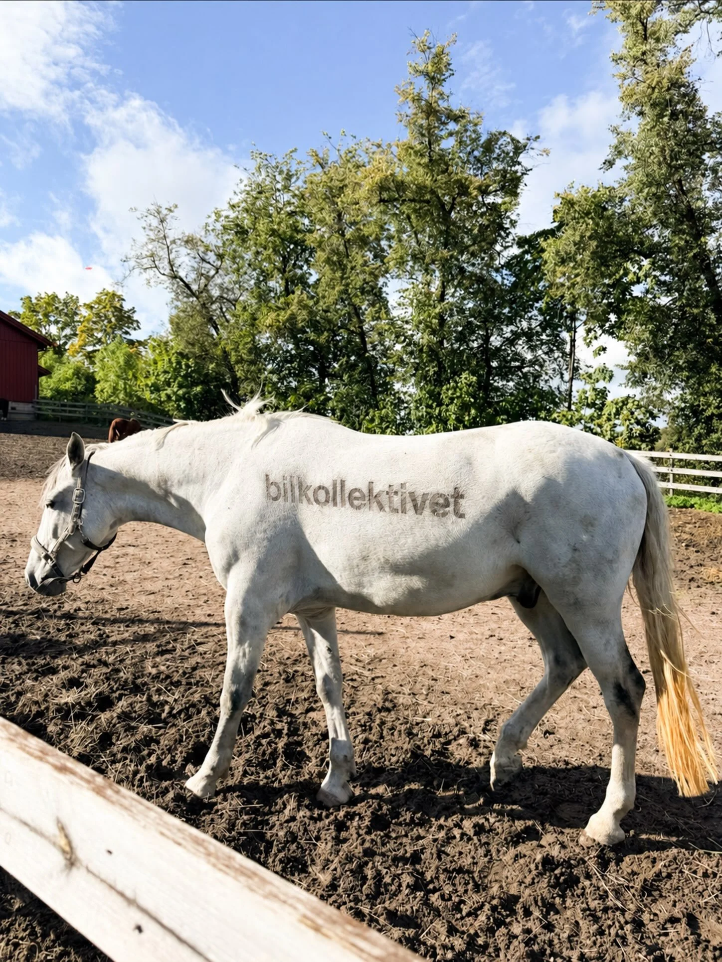 Bensinprisen har &oslash;kt igjen, og budsjettet for flere bensinbiler begynner &aring; bli litt stramt &hellip; tanker om denne?🐎💨

God helg!

#bilkollektivet