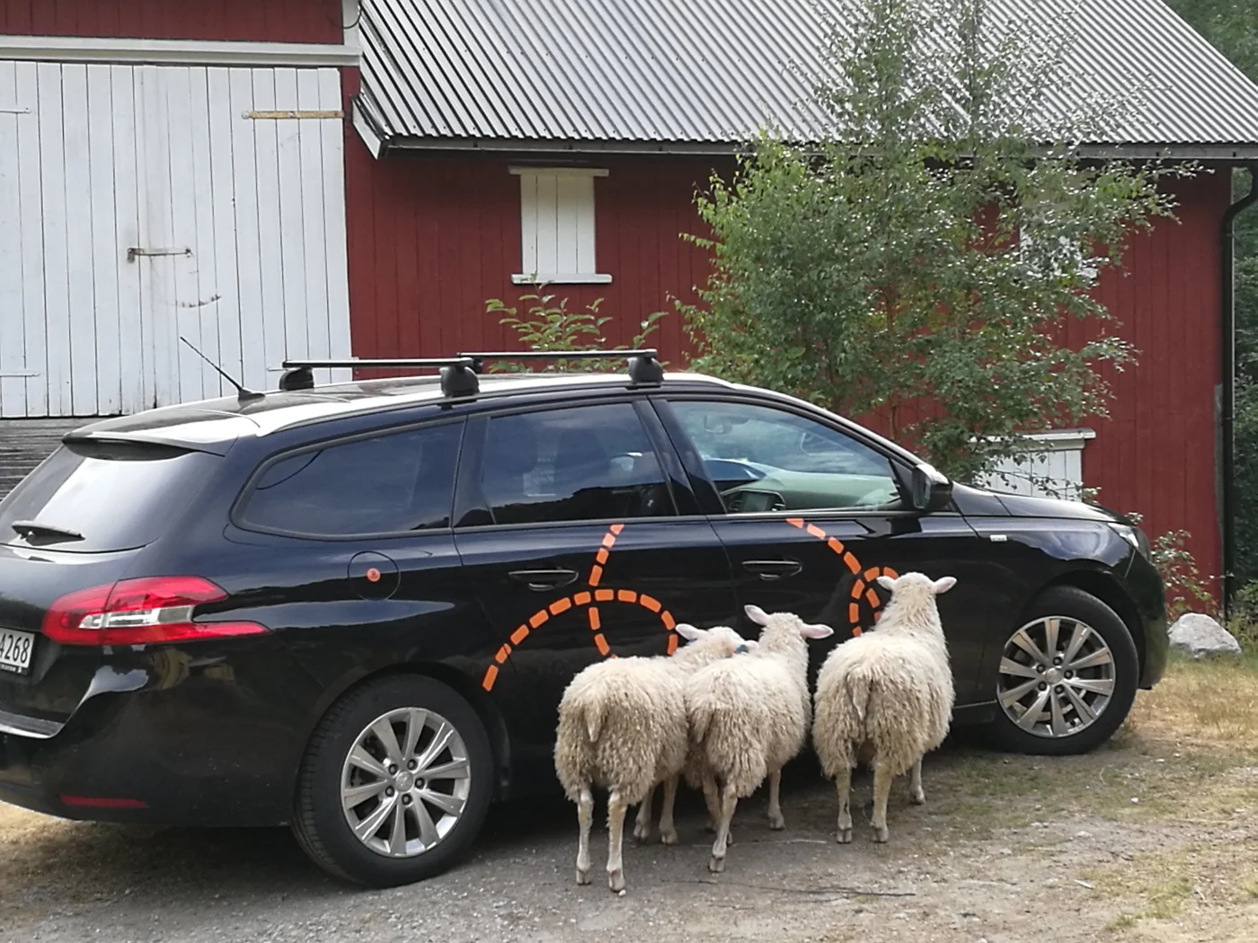 bilkollektivet-sau.jpg