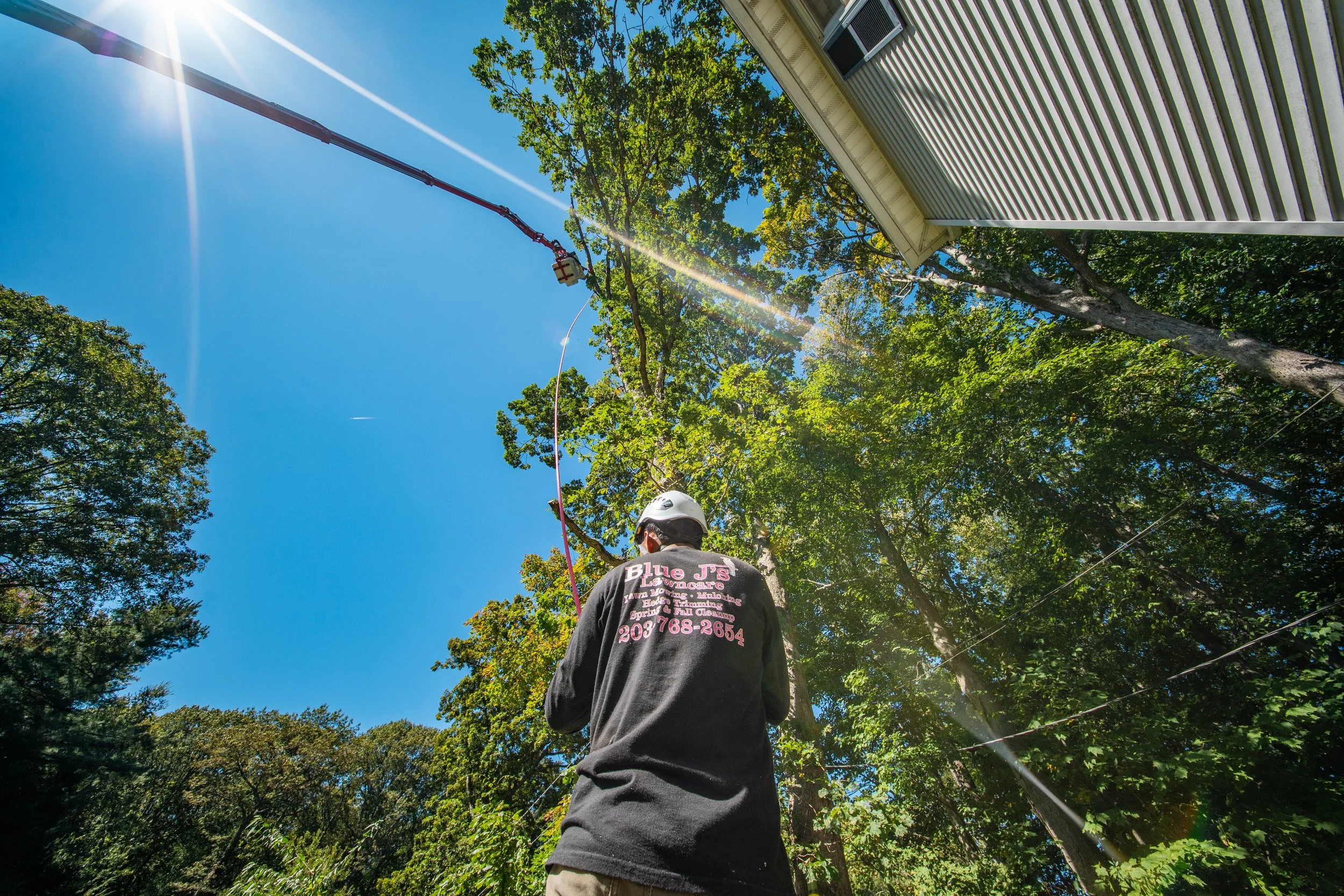 Tree Removal in Litchfield County: Protecting Your Property Value and Curb Appeal