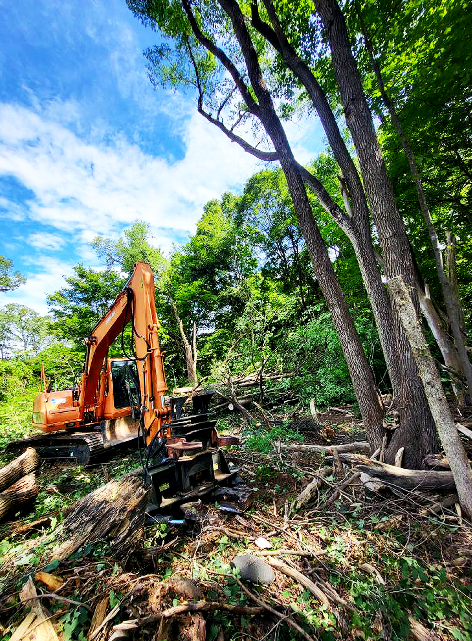 Dillon Excavating - Woodland clearing 1.png