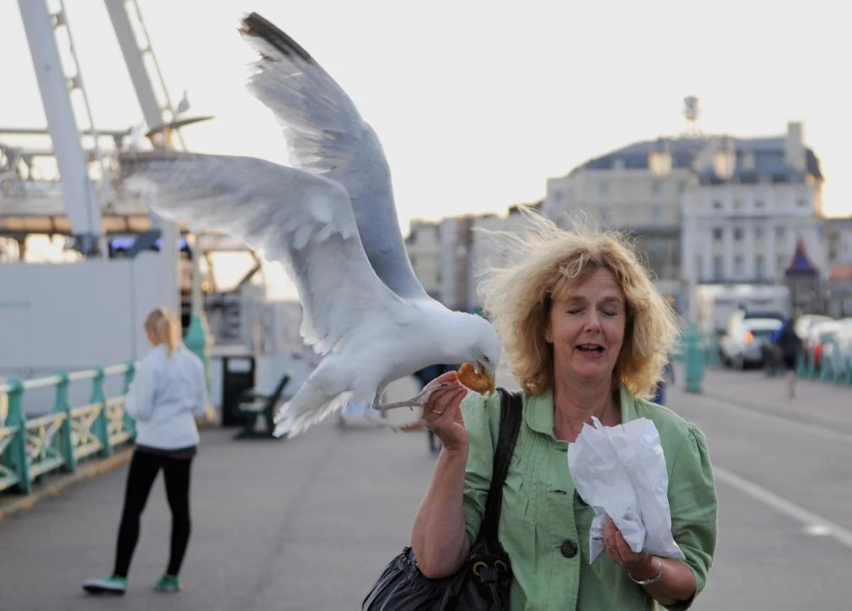 A woman with blond curly hair holding a piece of chicken in her right hand and a crumpled paper in her left hand, with a seagull perched on her hand grabbing the chicken, on a dock with buildings in the background.