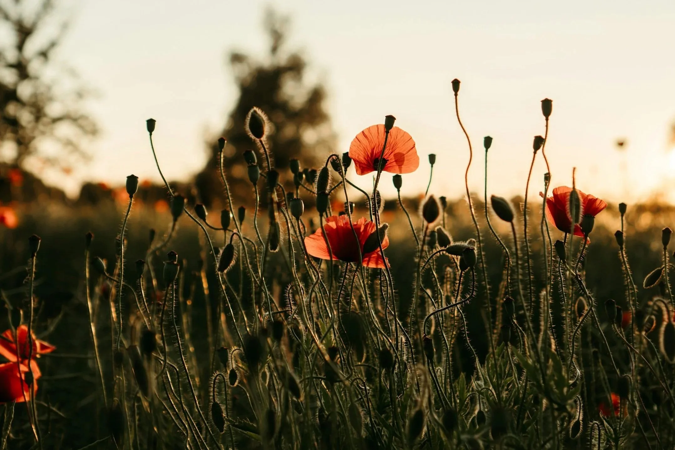 Sunset evening glow highlighting poppy flowers in a field with tall grasses.