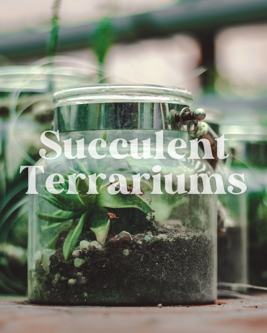 Succulent Terrariums