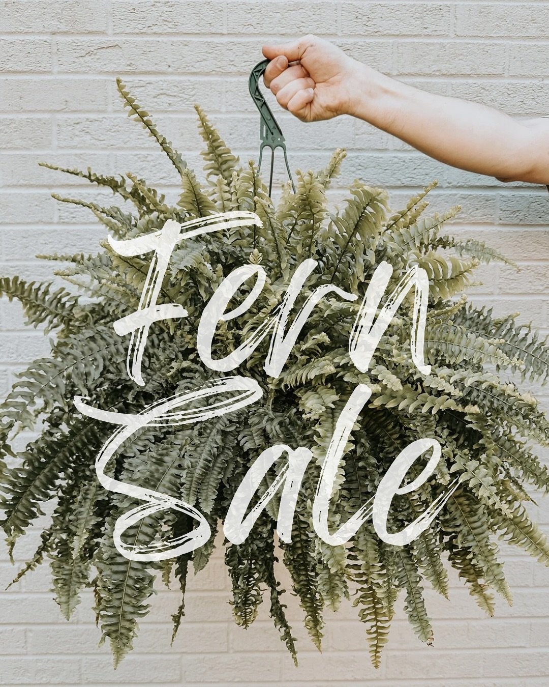 Last call for 𝙁𝙀𝙍𝙉𝙎!

Only a few left and they&rsquo;re going fast! 

We have 2 options available:

🌿 10&rdquo; Hanging Boston Fern: these are oversized beauties, locally-grown, and well established! Ready to hang on your porch or patio. 

🌿 1