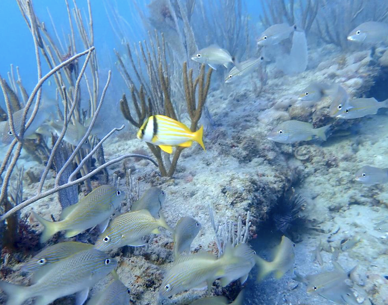 Nearshore Reef Guided Snorkel