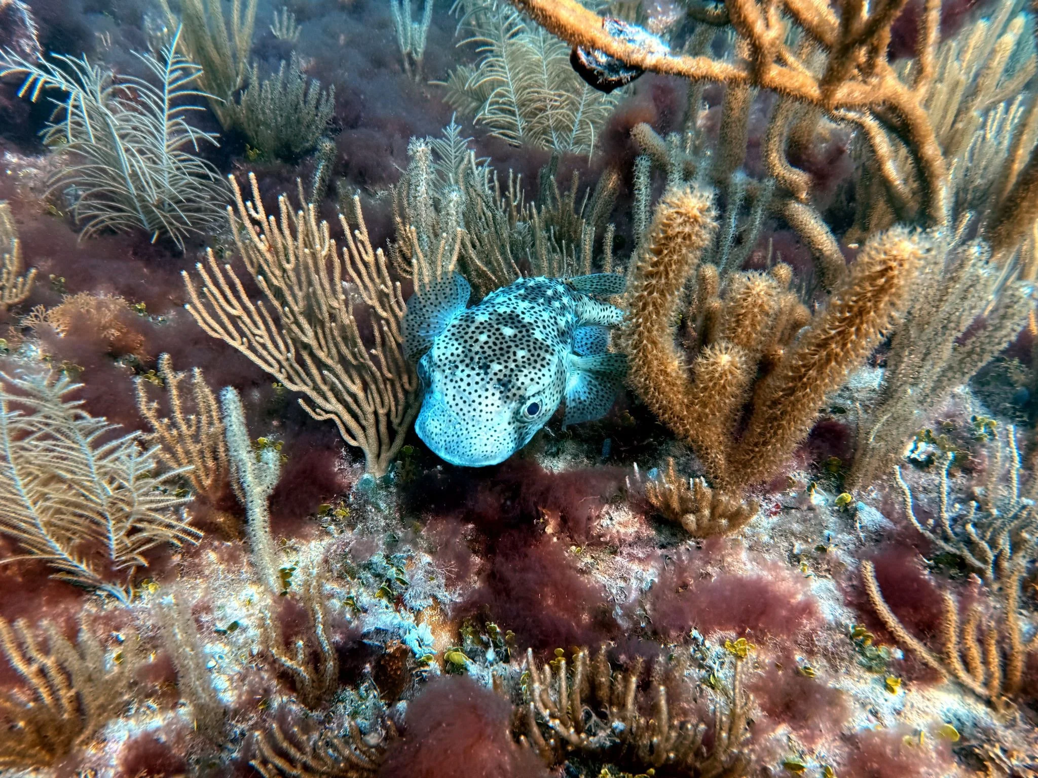 Neon Reef &amp; REEFLINE Guided Snorkel