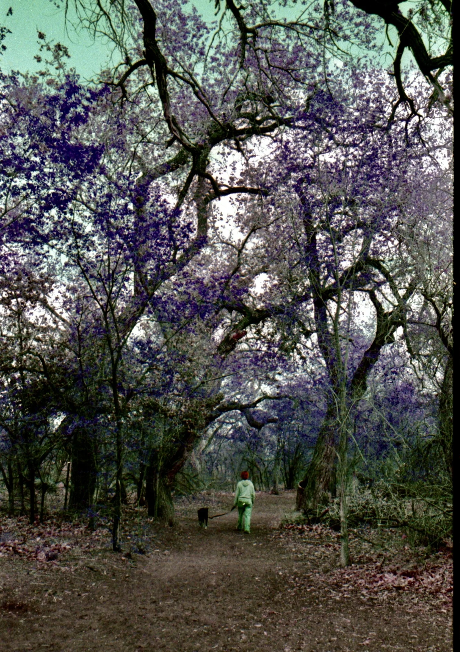 Bosque Lomo Purple 26.jpeg