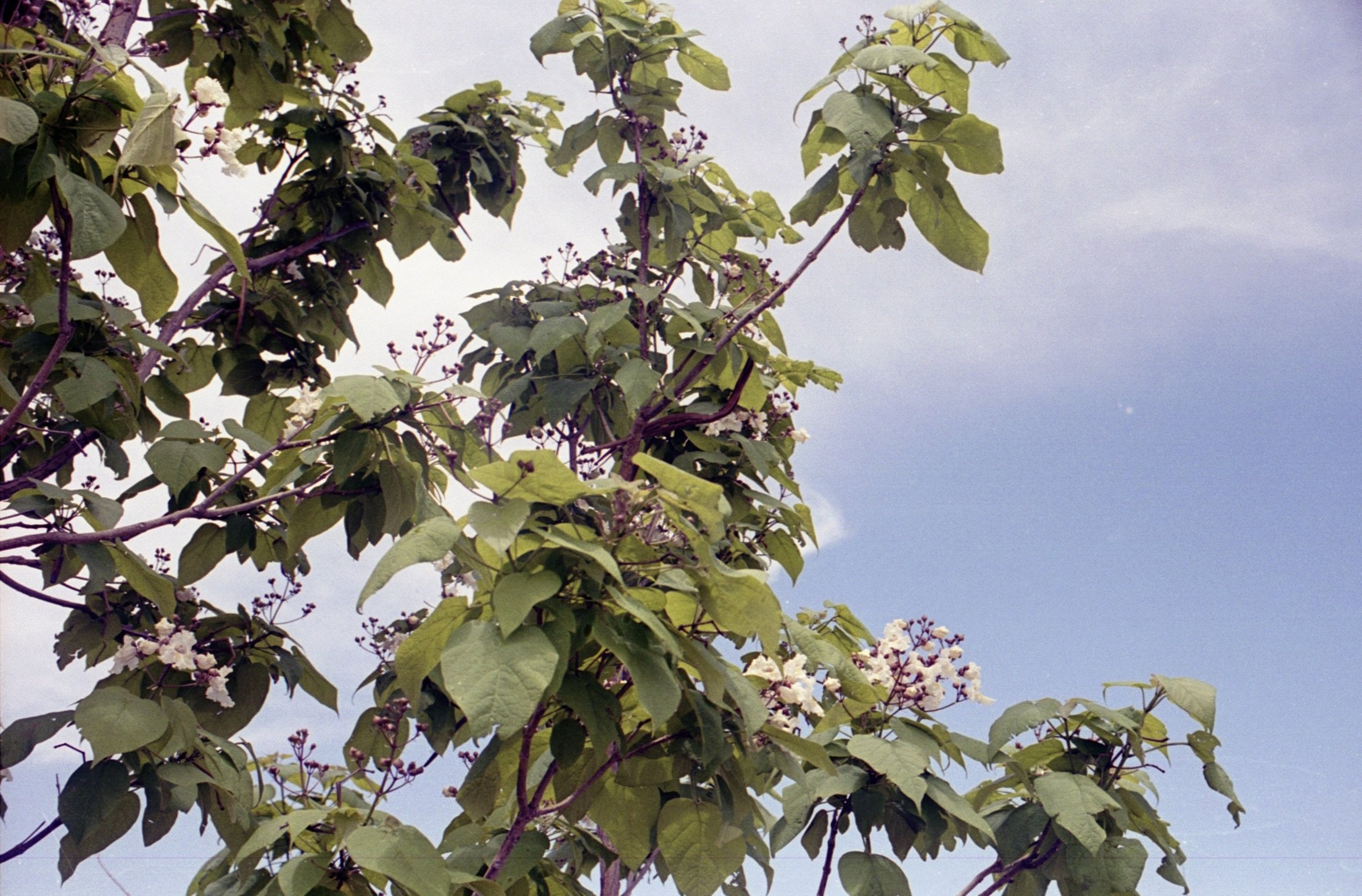 5.3.26 Ektar400 Bosque 35mm 4.jpeg