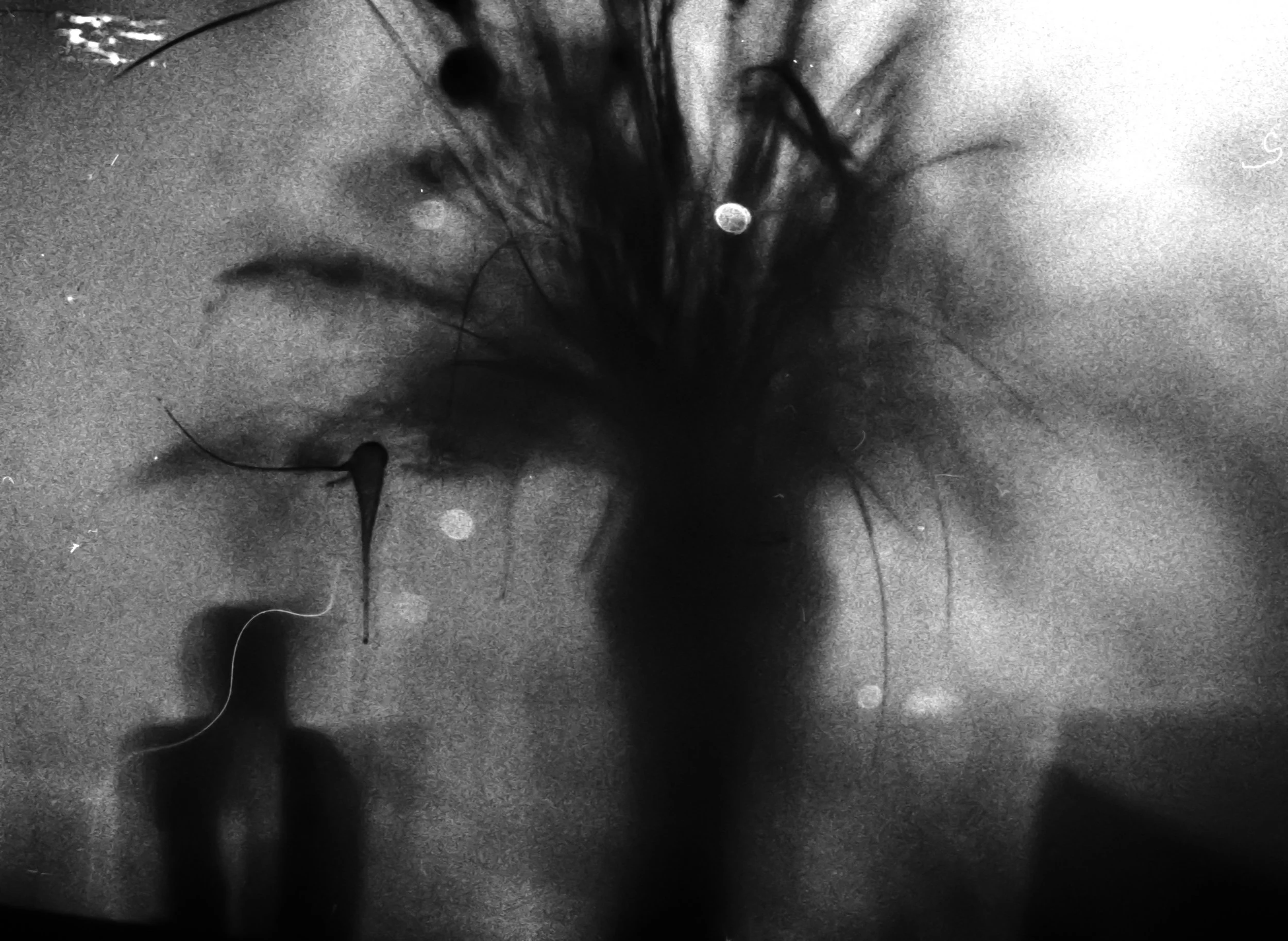 1.5.26 TRMax3200 BW under exposed 5.jpg