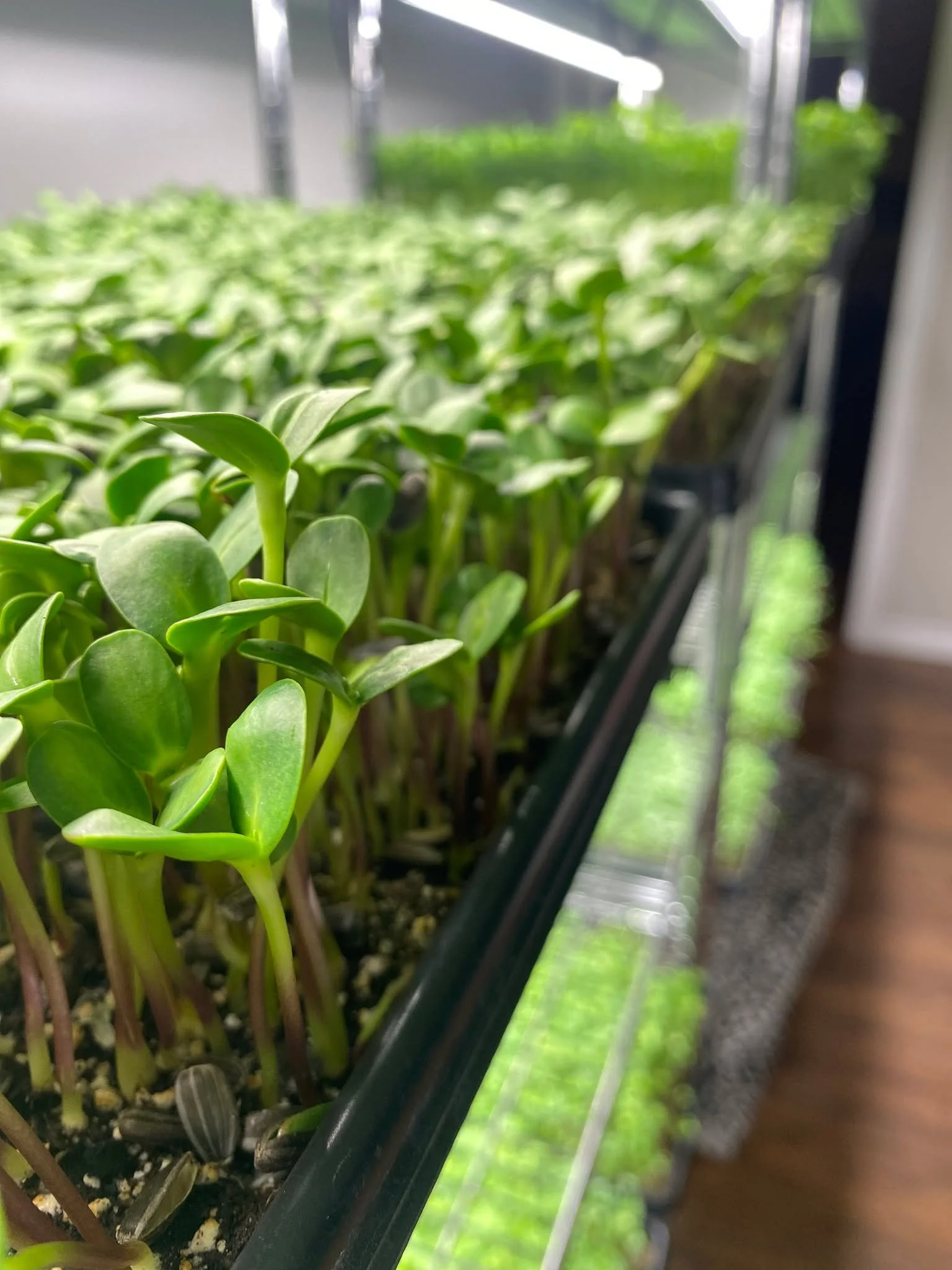 Consistency 
Care &amp; 
A lot of green 💚 

 #microgreens #indoorfarming #organic #localbusiness