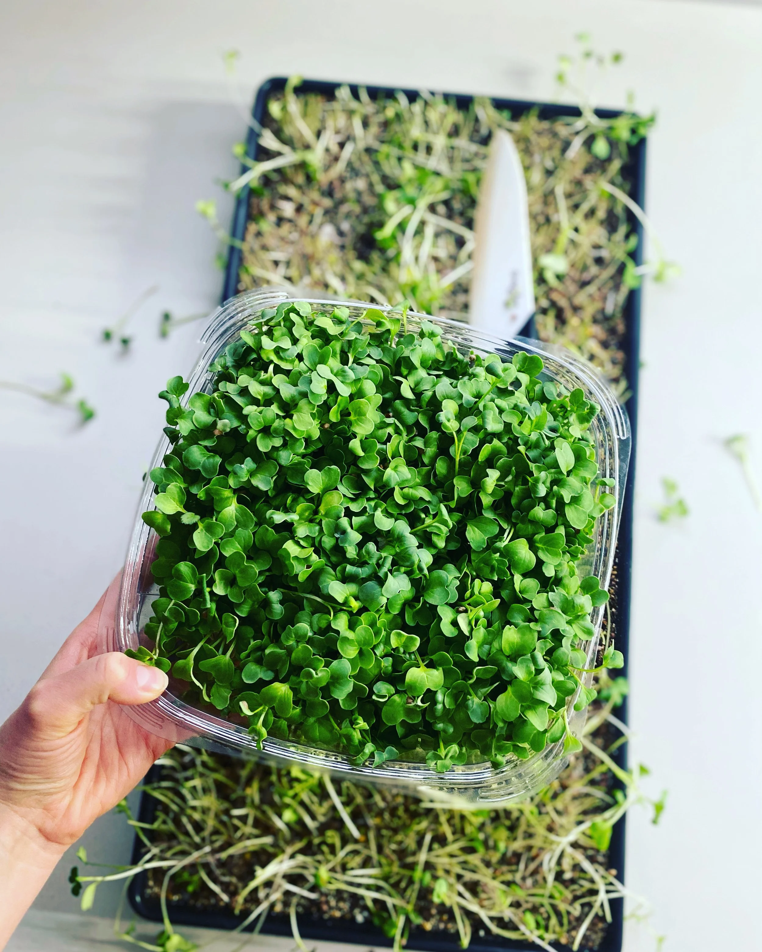 Microgreens Bragg Creek Calgary