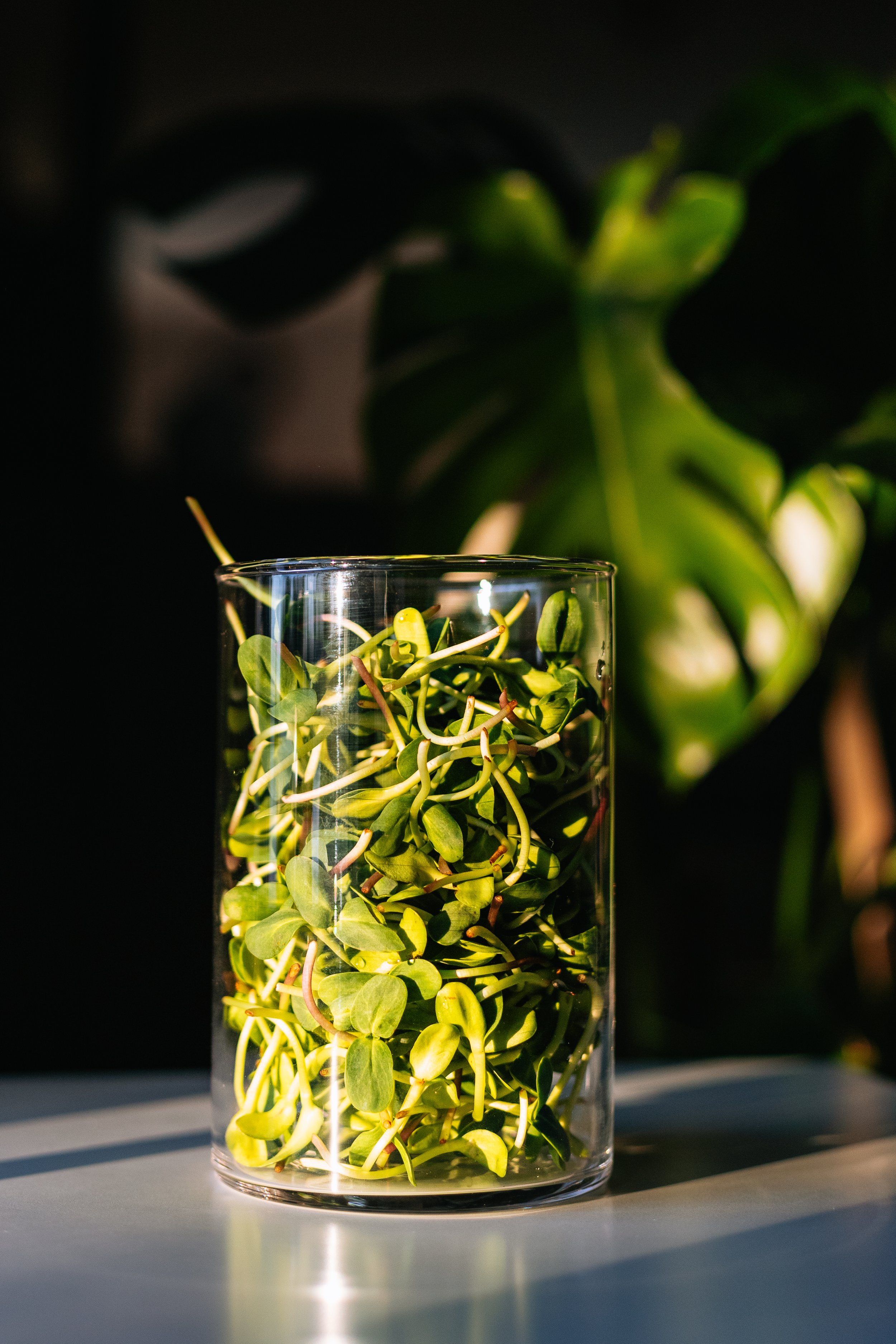 Microgreens Bragg Creek Calgary