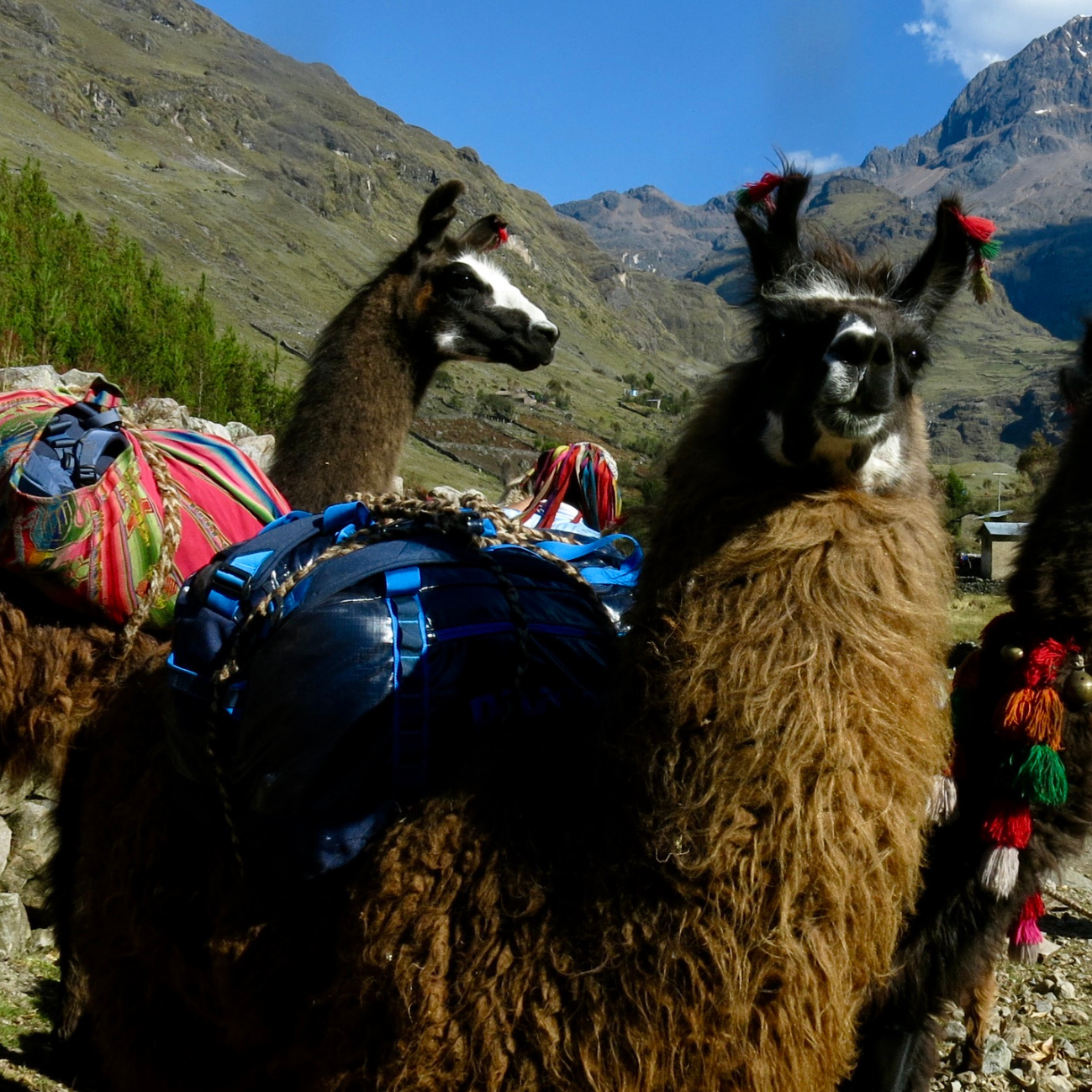 Full Day High-Andean Excursion Lares Llama Trek 2 ©LlamaPackProject.png