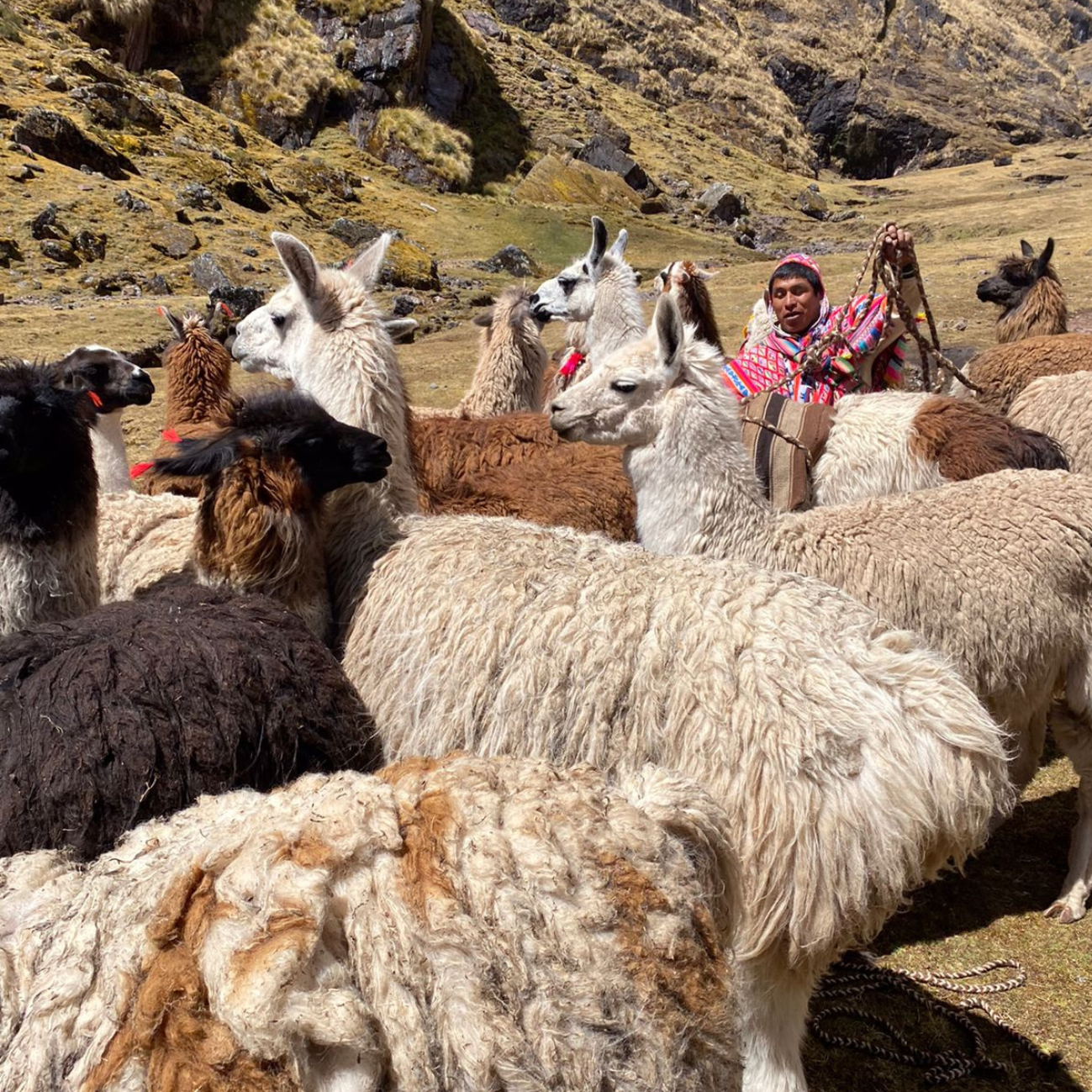 Full Day High-Andean Excursion Lares Llama Trek 1 ©LlamaPackProject.png