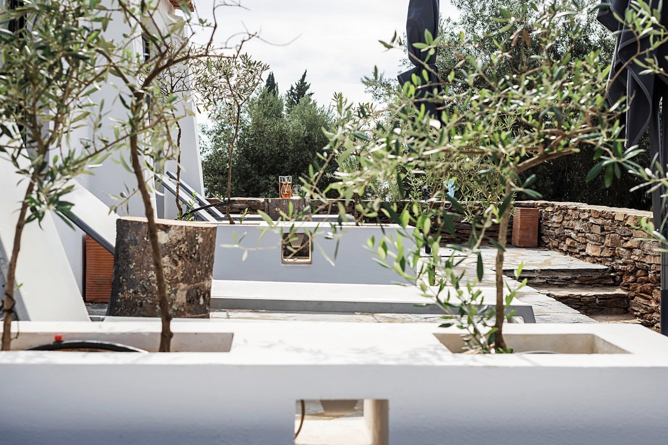 Outdoor patio with olive trees, white walls, and a stone path in a garden setting.