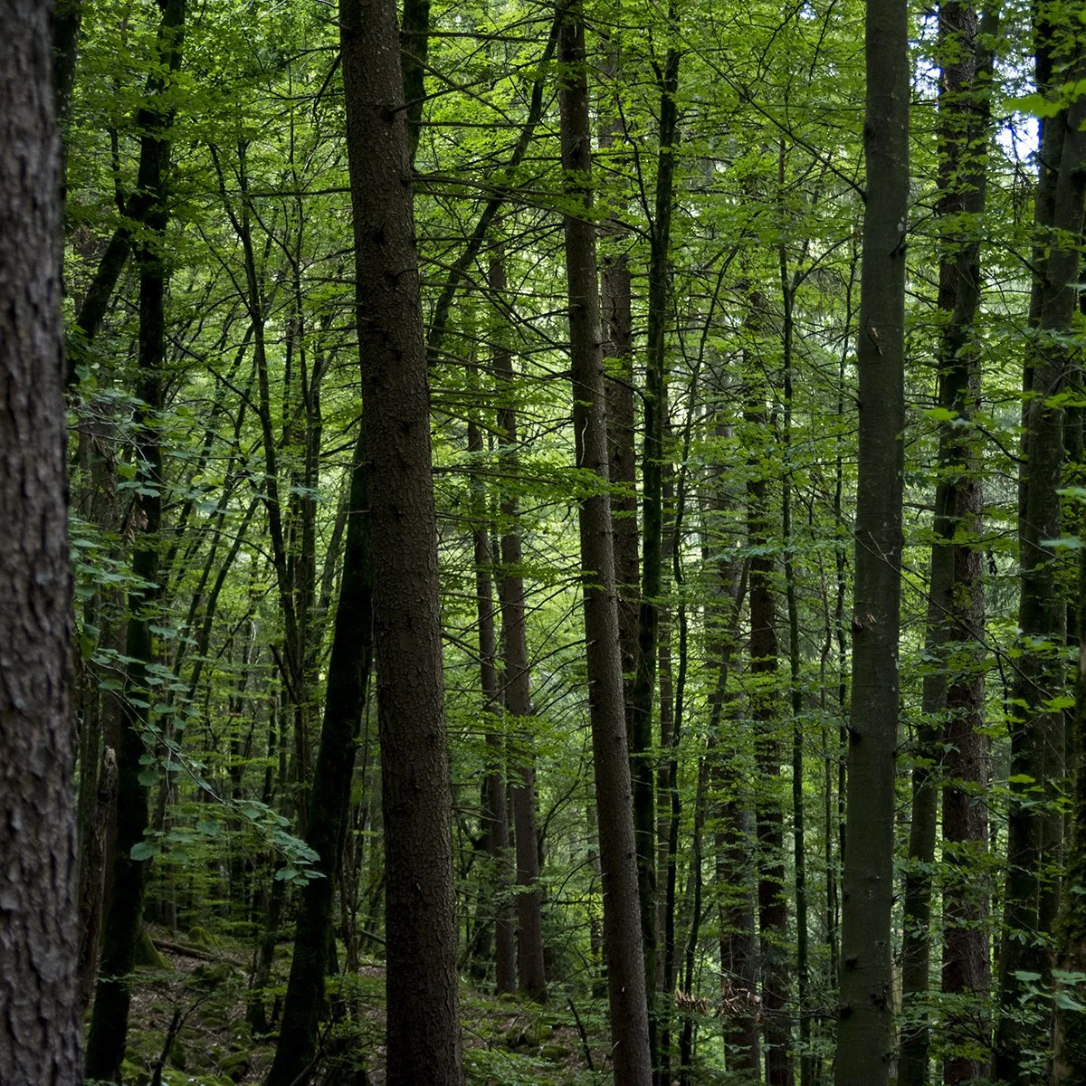foresta.jpg