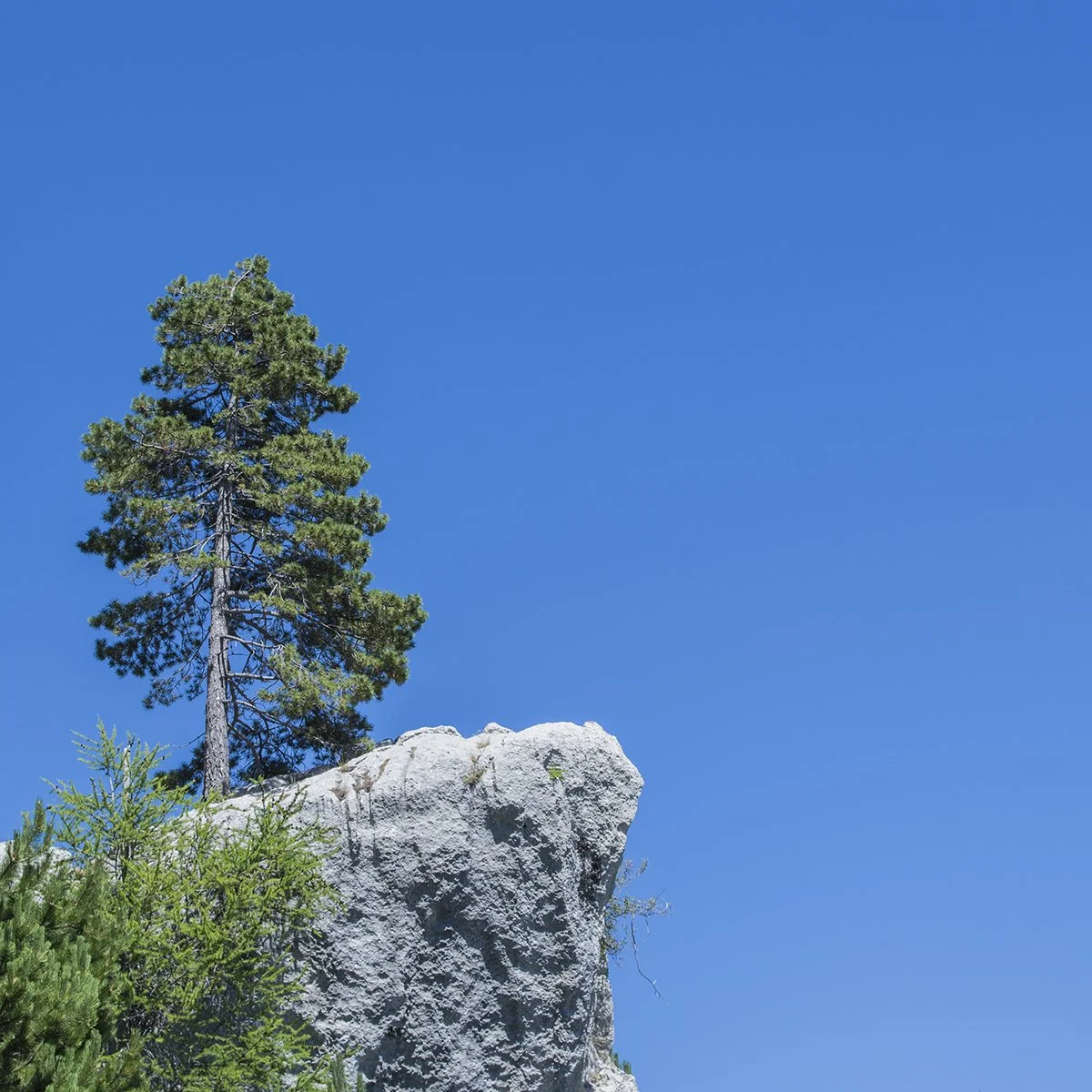 albero.jpg