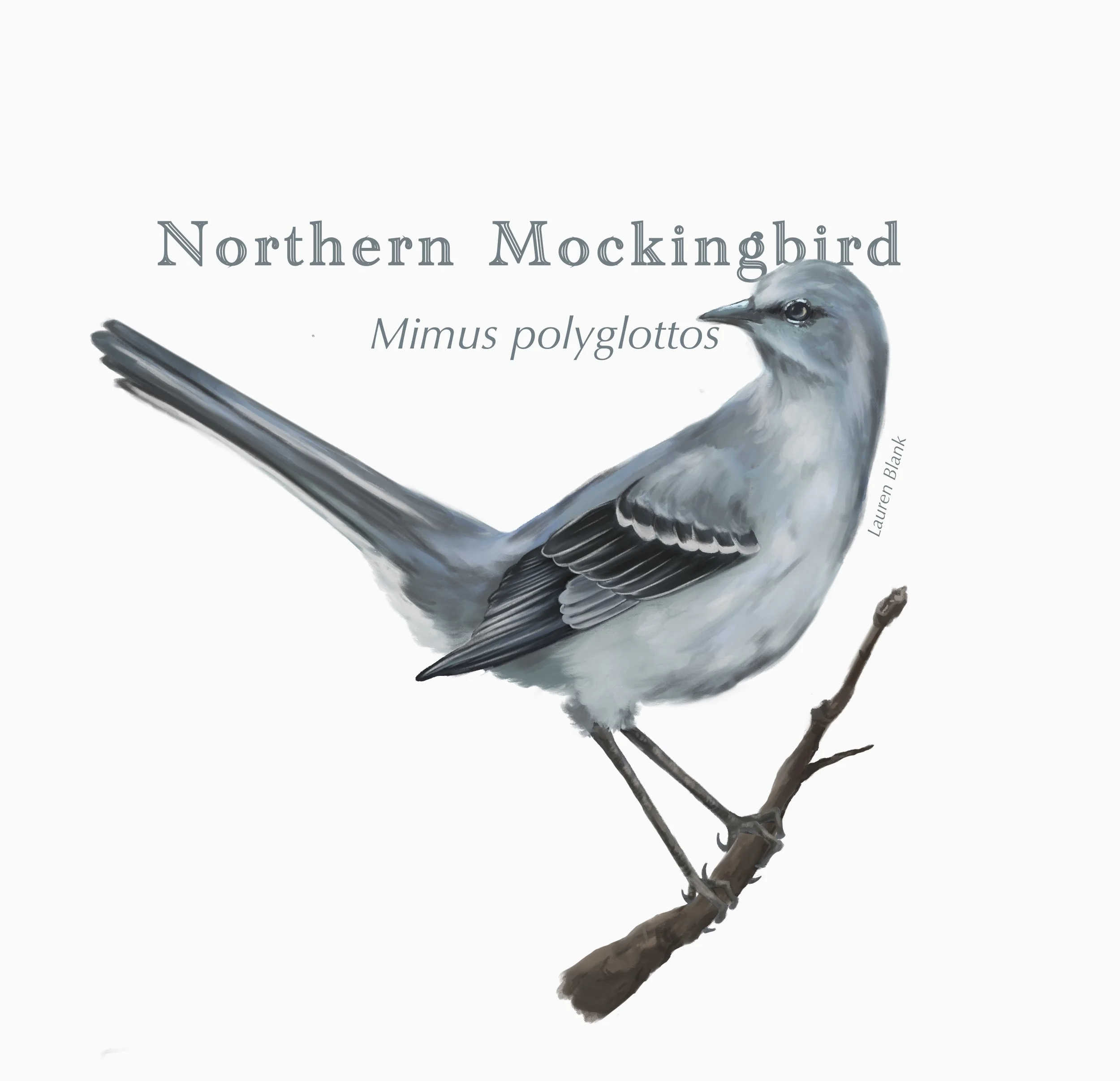 Mocking_bird.jpg
