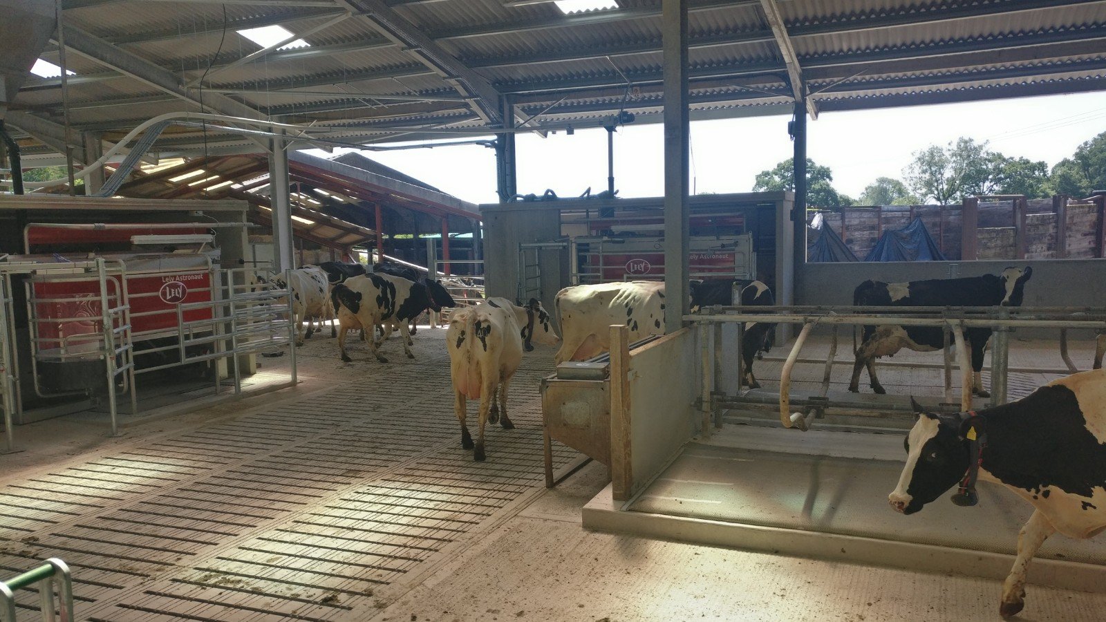 A dairy farm barn with black and white Holstein cows tied in individual feeding stations.