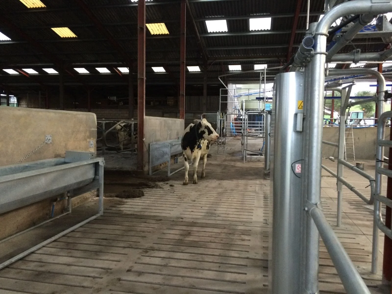 A black and white Holstein cow standing on a wooden-floored barn aisle, with metal fencing and equipment around, under a partially lit roof.