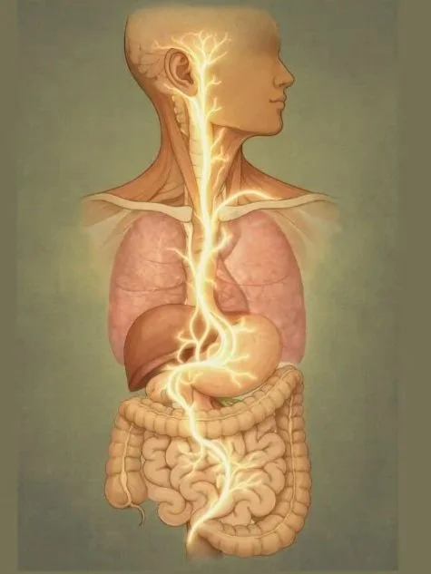 whats the Vagus Nerve?