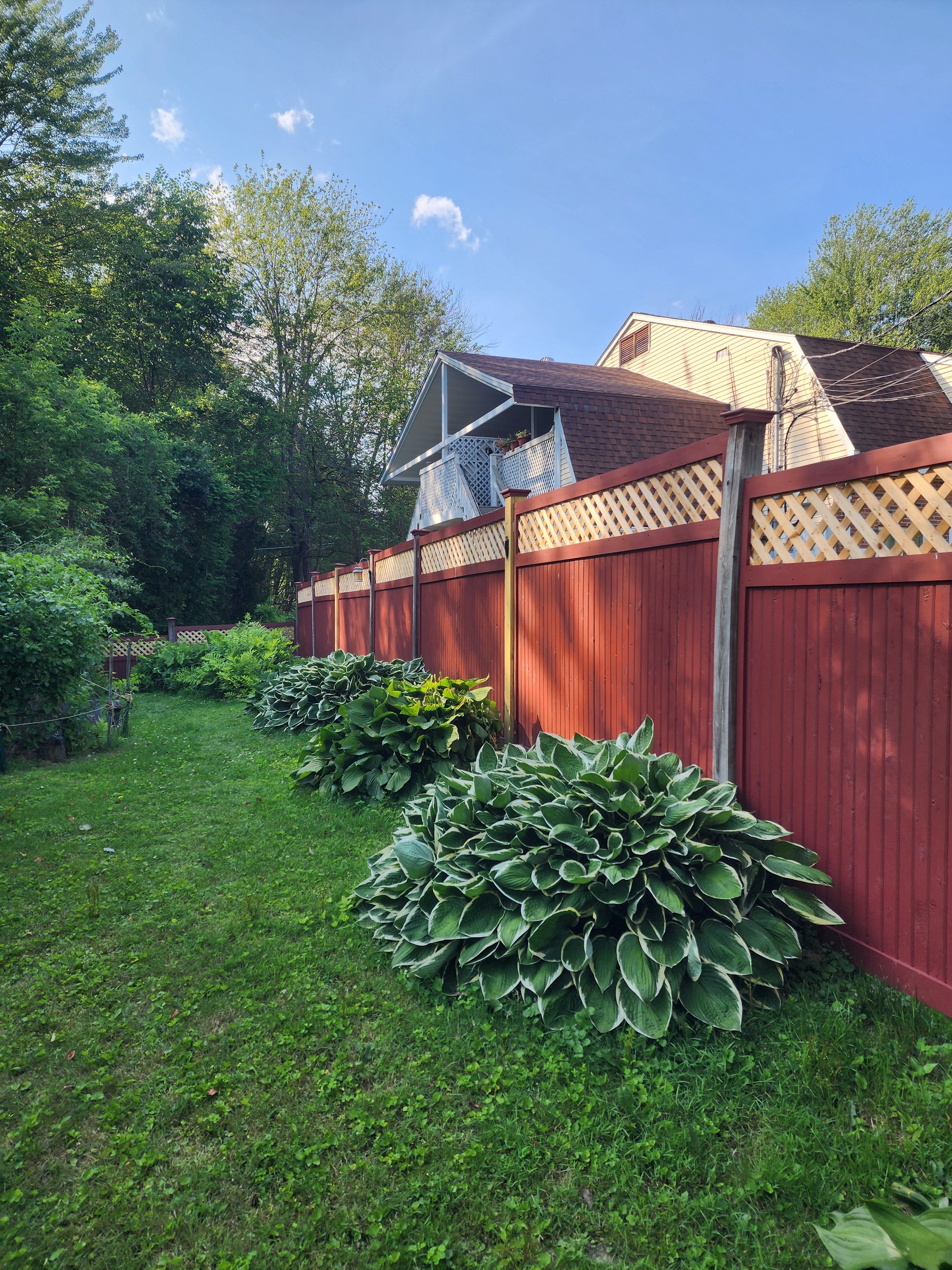 A backyard with green grass, large lush hosta plants, a red wooden fence, and a house with a balcony under a blue sky with some clouds.