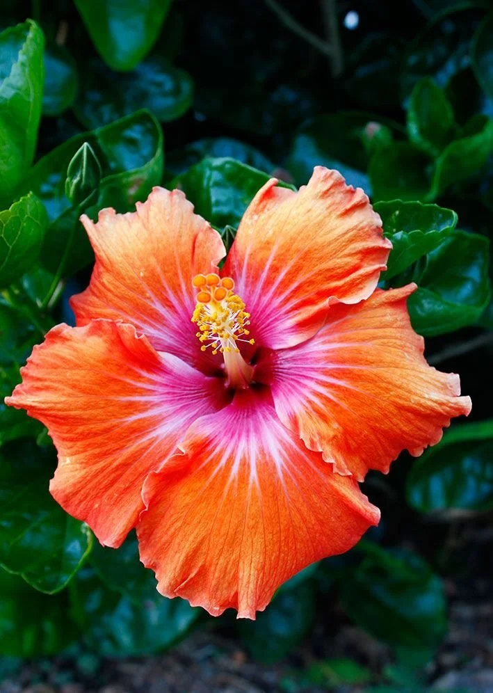 Close-up of a vibrant orange hibiscus flower with pink and white accents, surrounded by glossy green leaves.