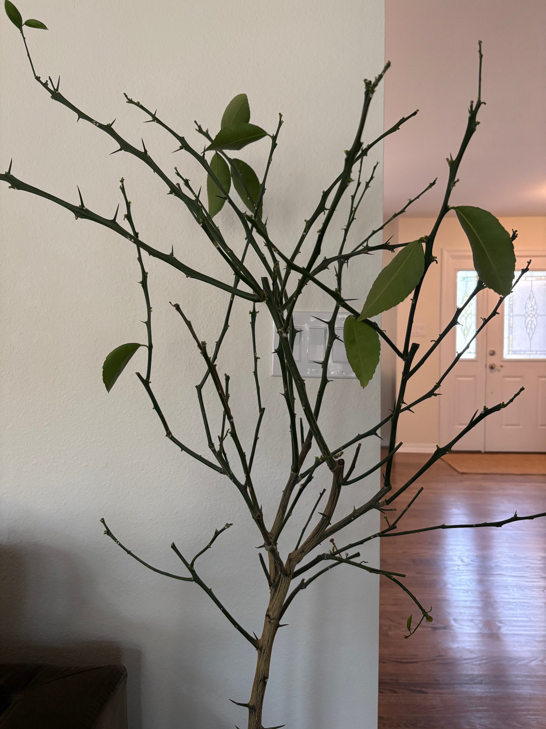 Learning from a Lemon Tree