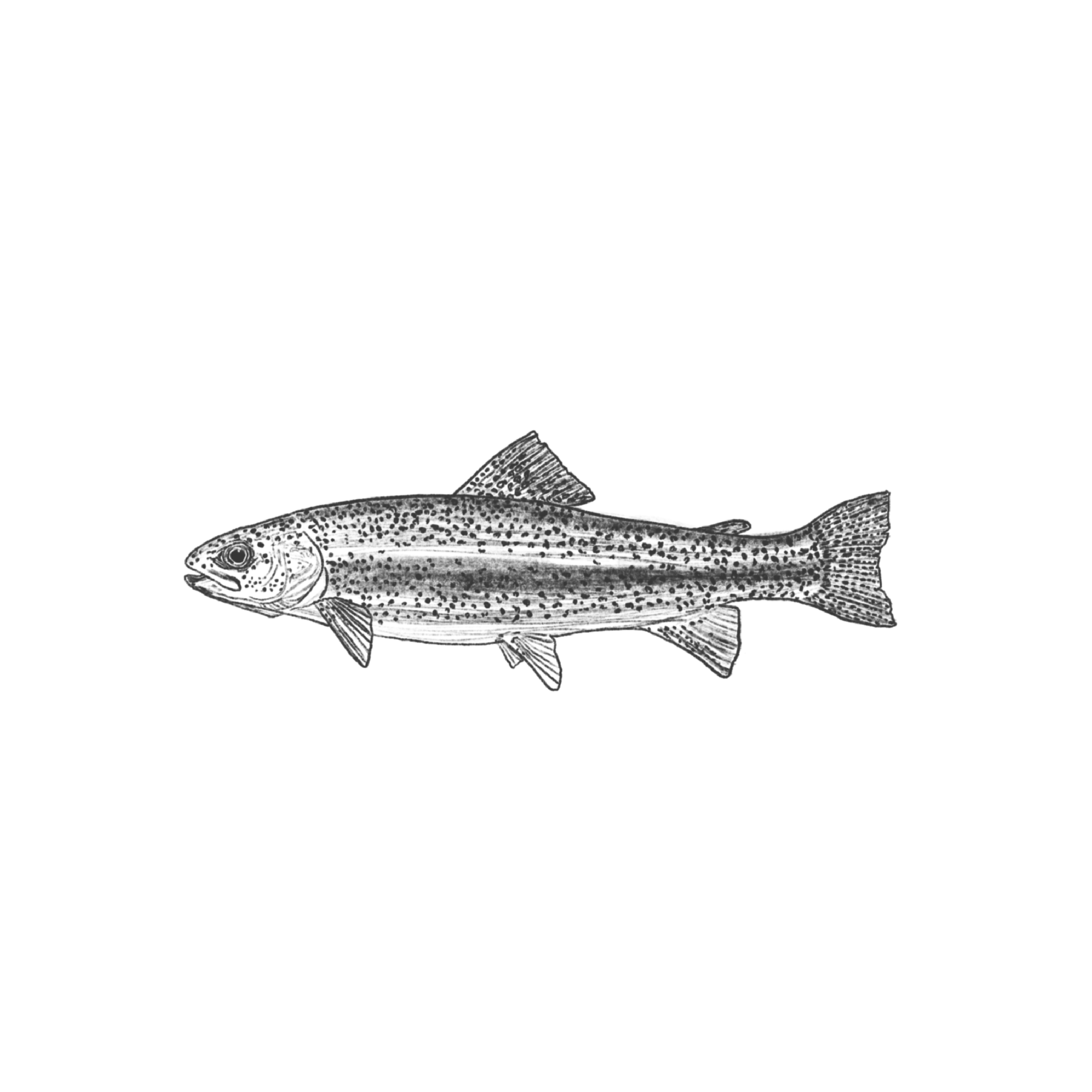 TROUT.png