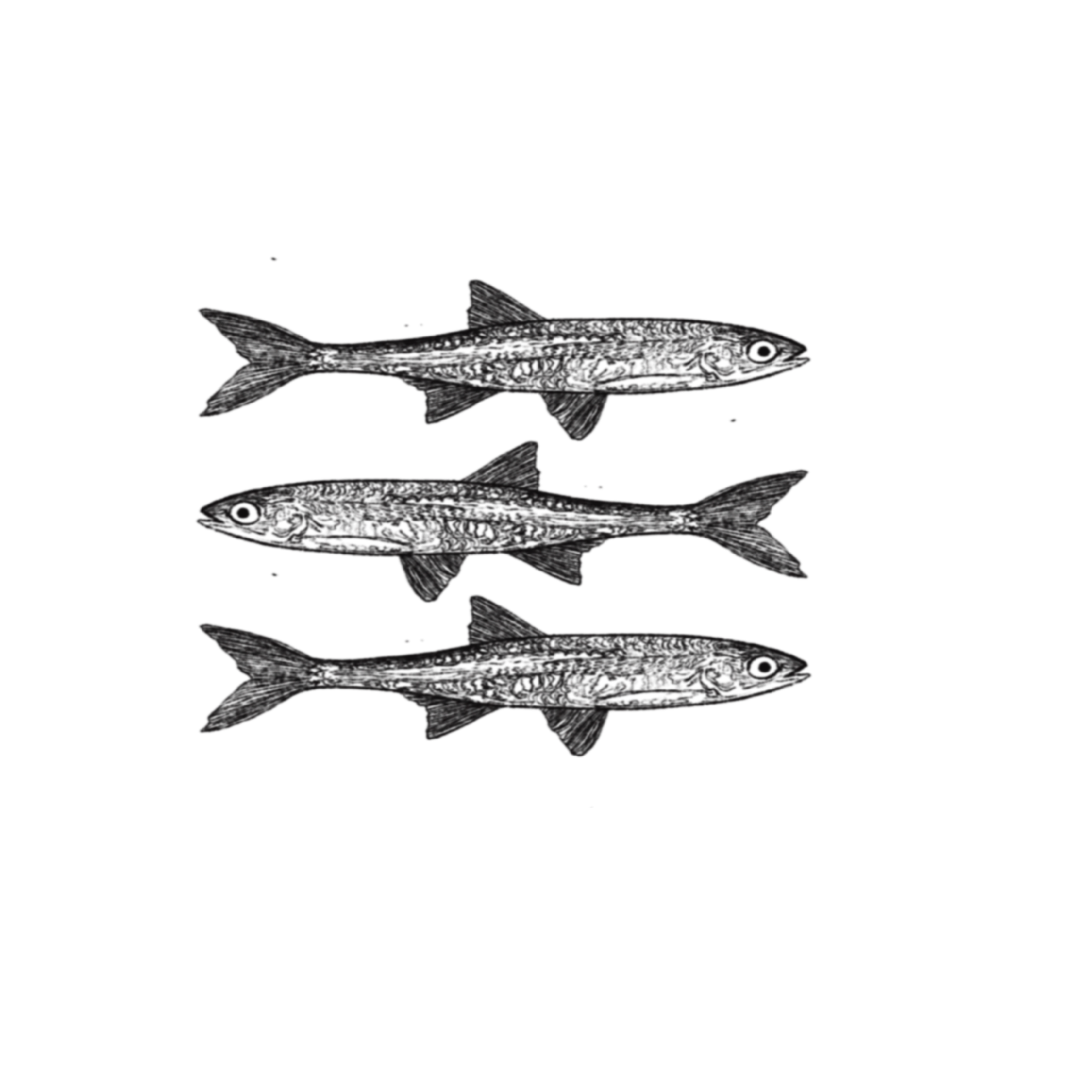 MINNOW 3.png