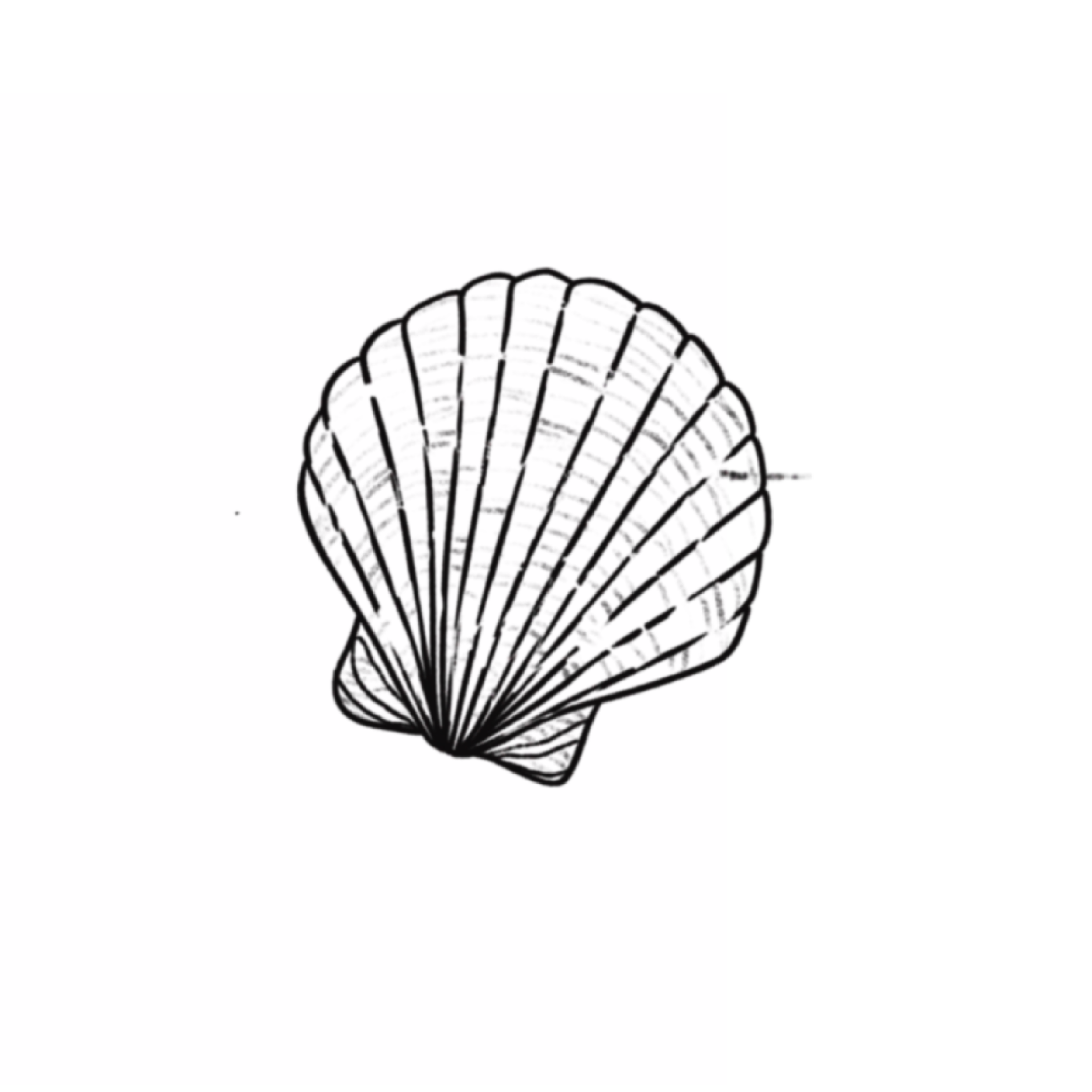 SHELL.png