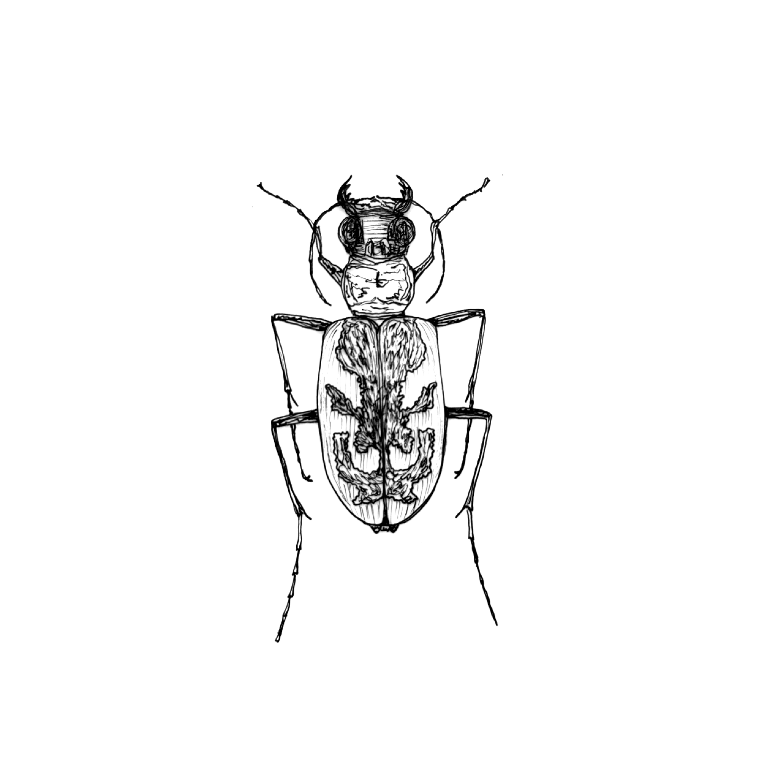 beetles ten.png