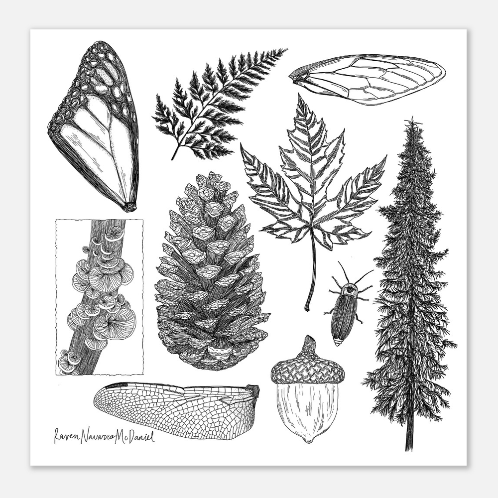 FORREST  ILLUSTRATIONS