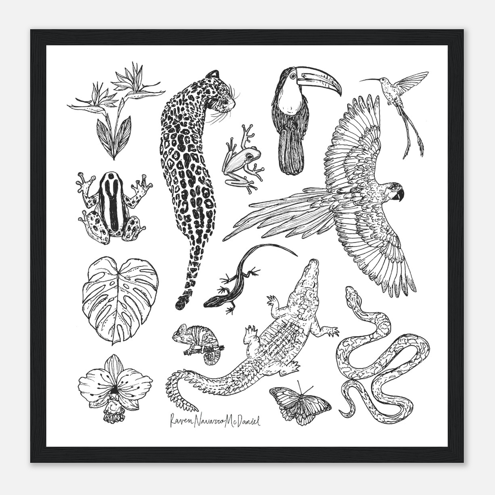 Rainforest Illustrations
