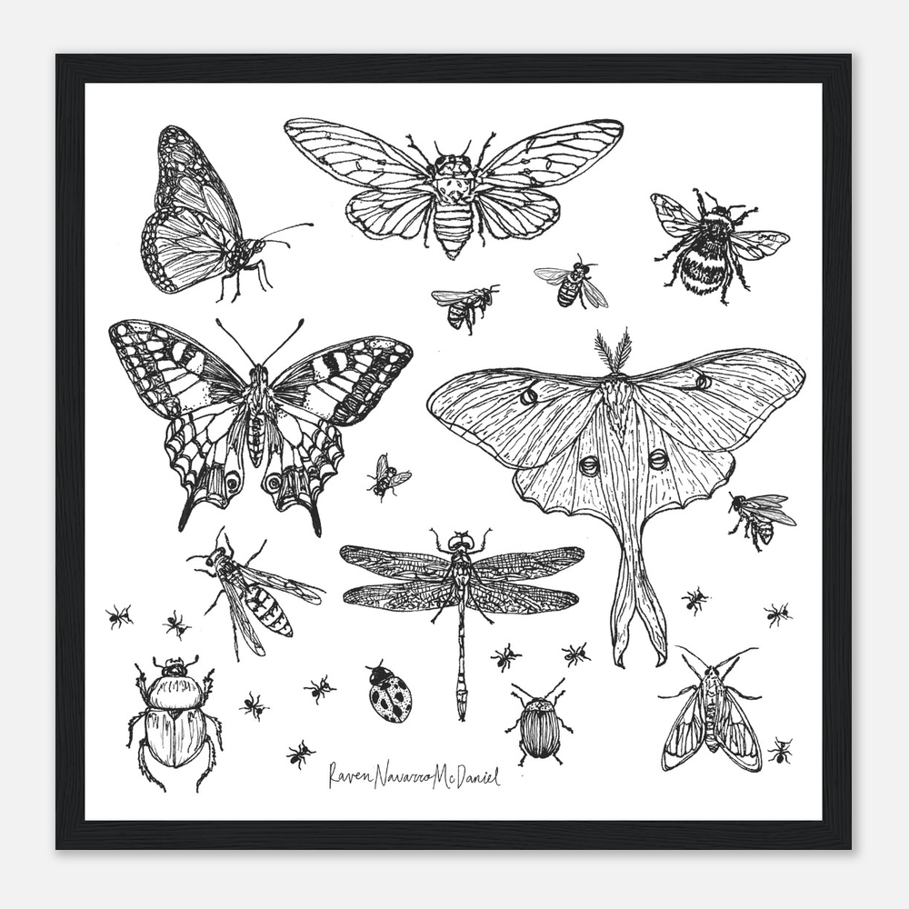 POLLINATOR ILLUSTRATIONS